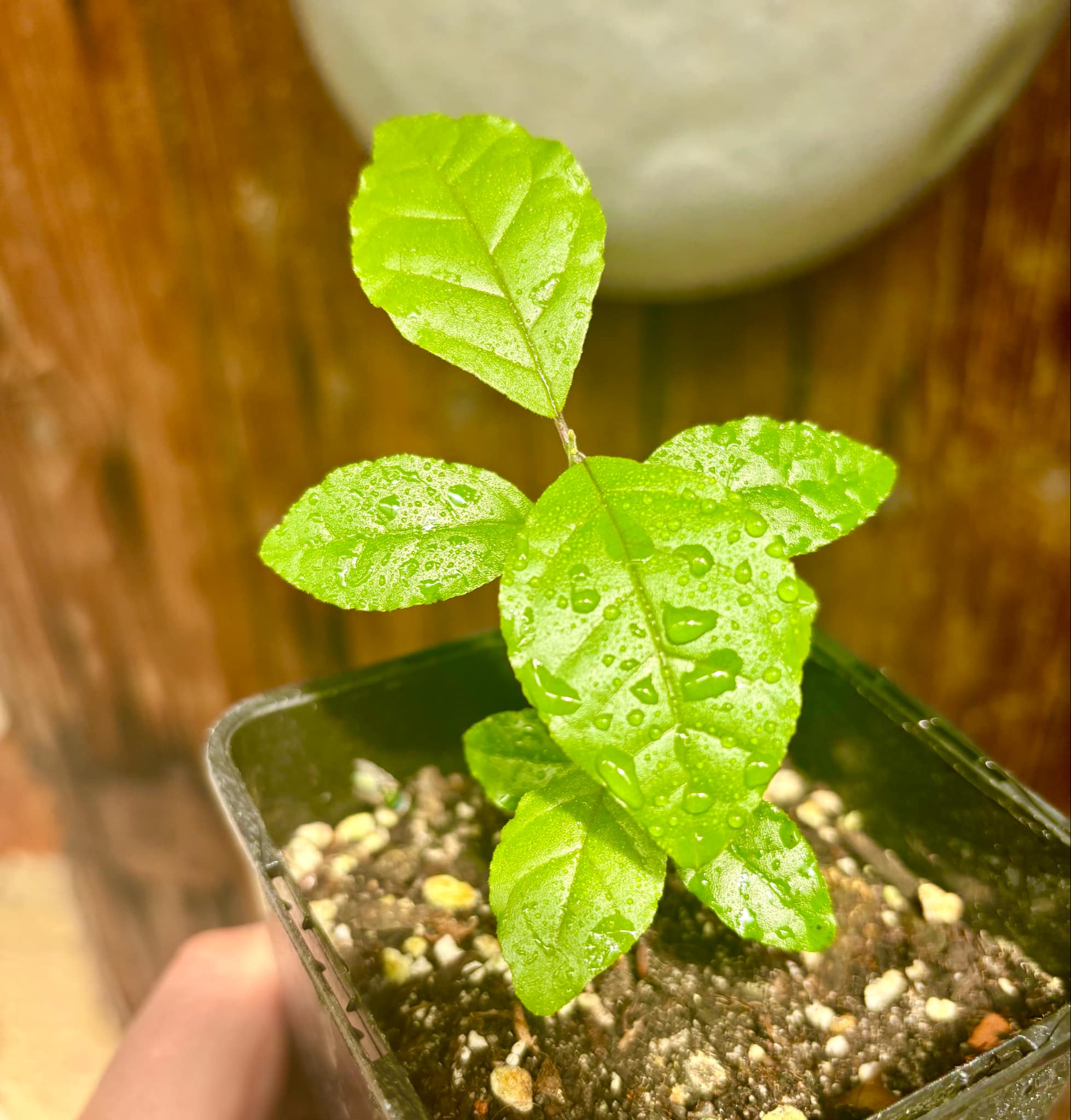 Campomanesia xanthocarpa var. littoralis - 1 small potted seedling / 1 kleiner, getopfter Sämling