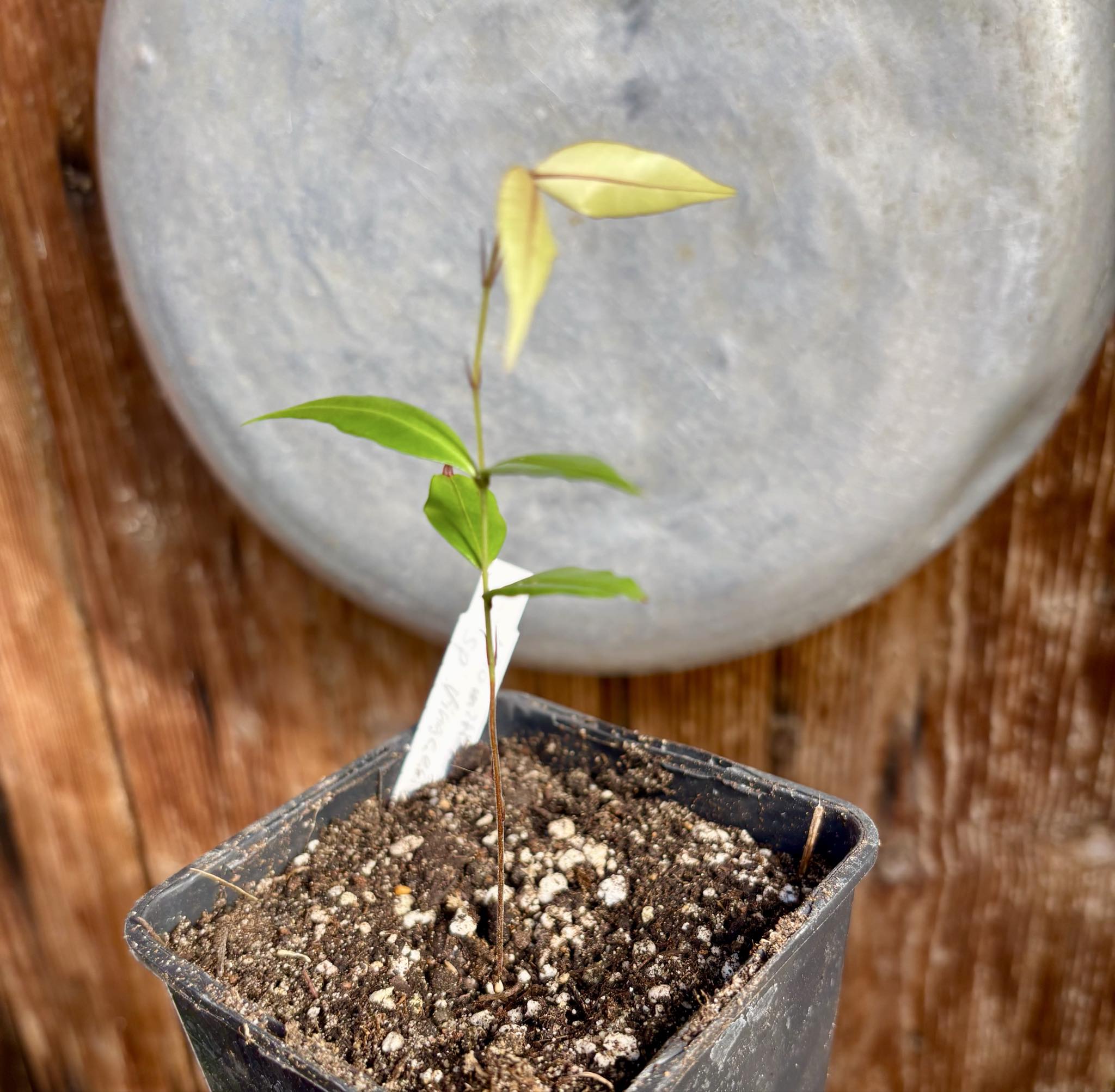 Neomitranthes sp Vinaceo - 1 small potted seedling / 1 kleiner, getopfter Sämling