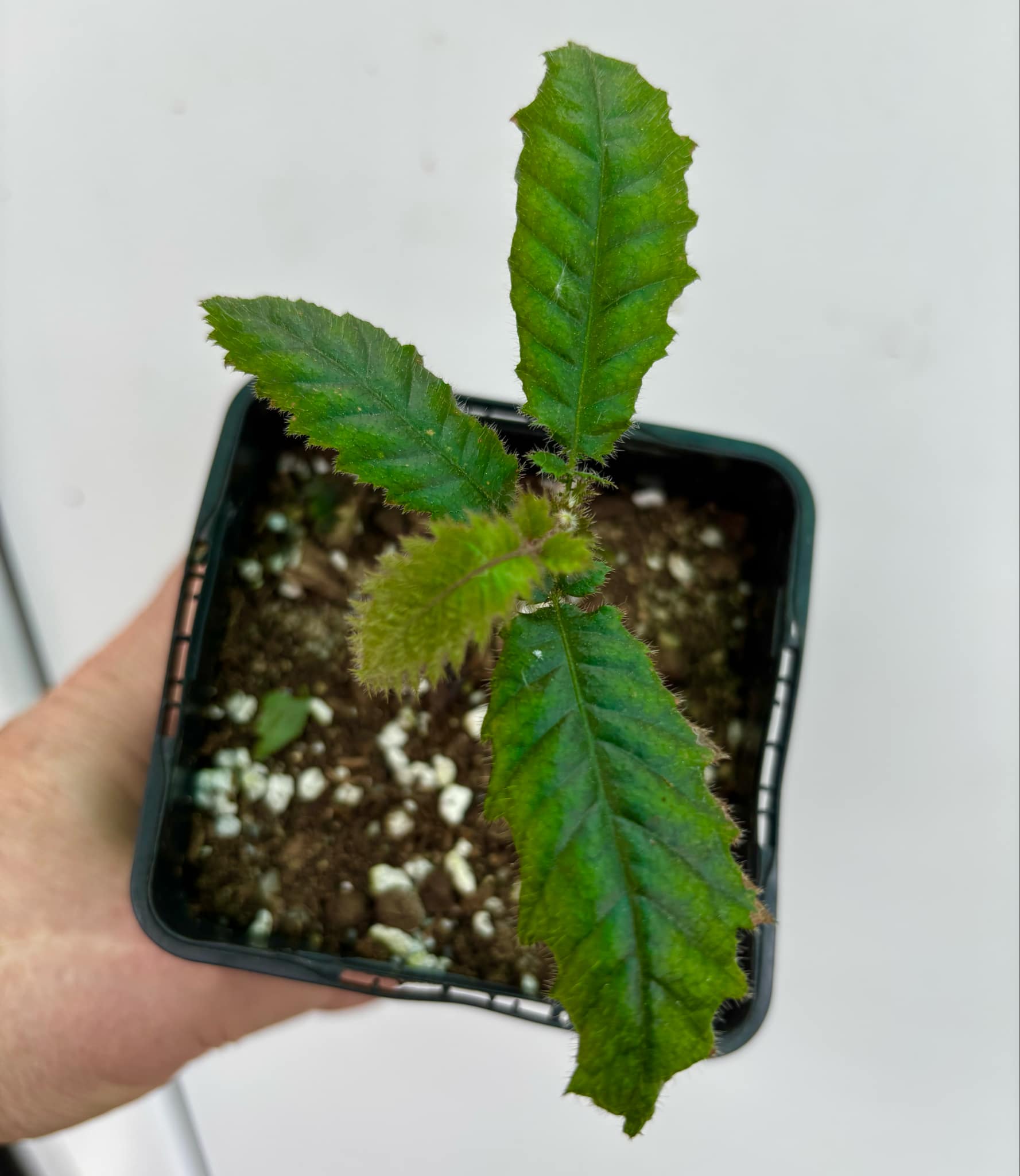 Davidson Plum (Davidsonia jerseyana) - 1 potted plant / 1 getopfte Pflanze