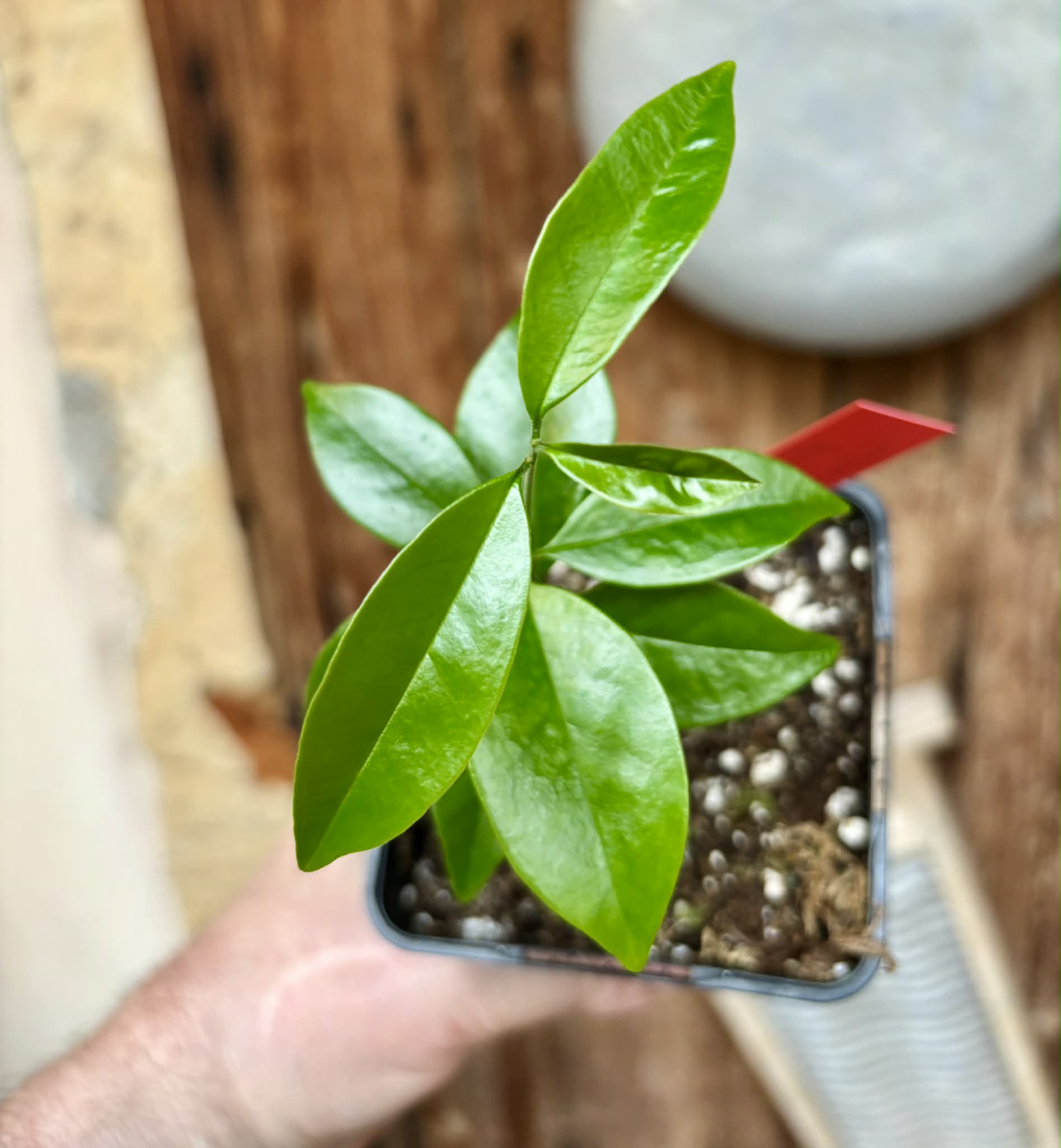 Eugenia zuccarini - 1 potted seedling / 1 getopfter Sämling