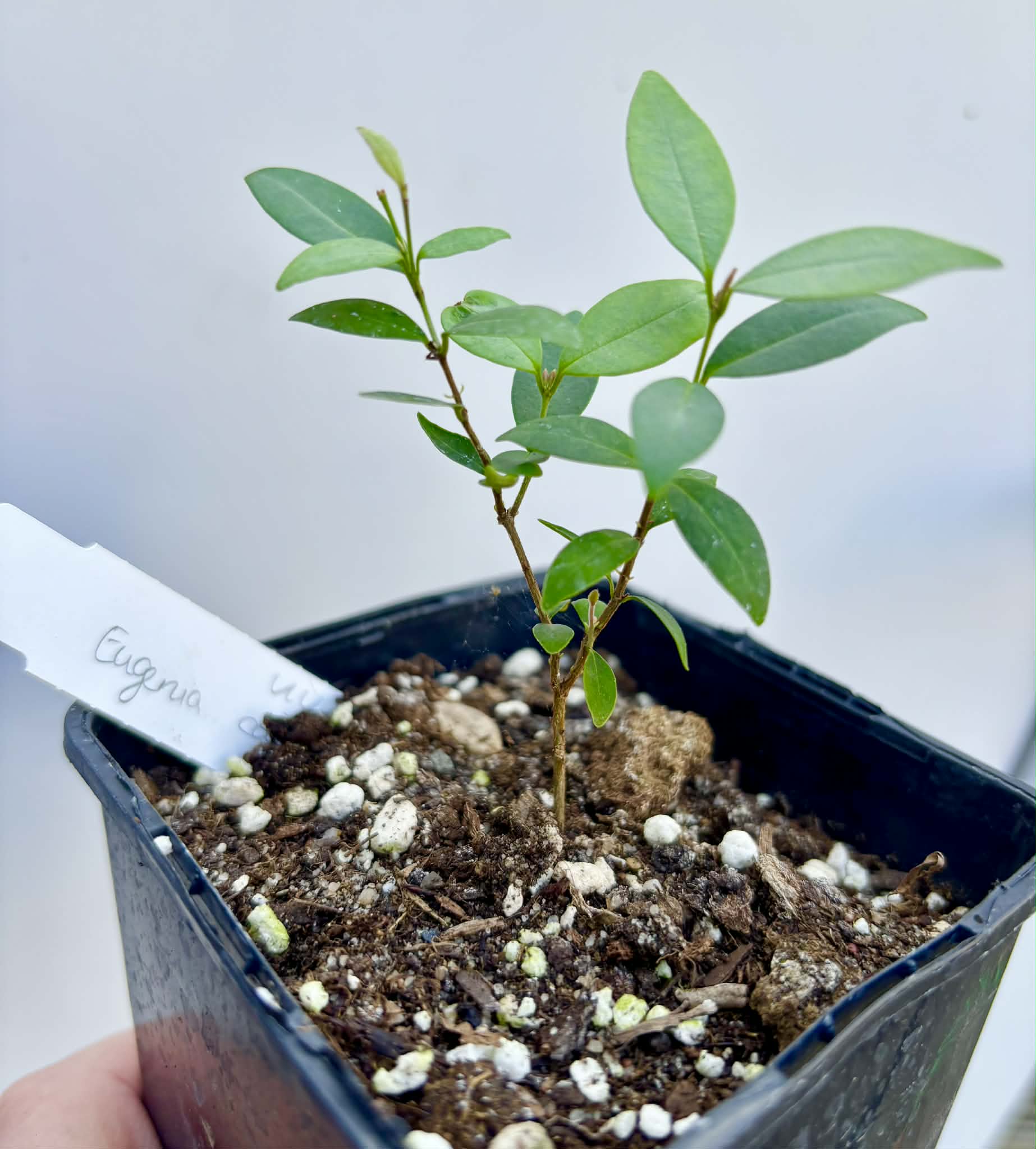 Eugenia sp Uvitas -  1 potted seedling / 1 getopfter Sämling