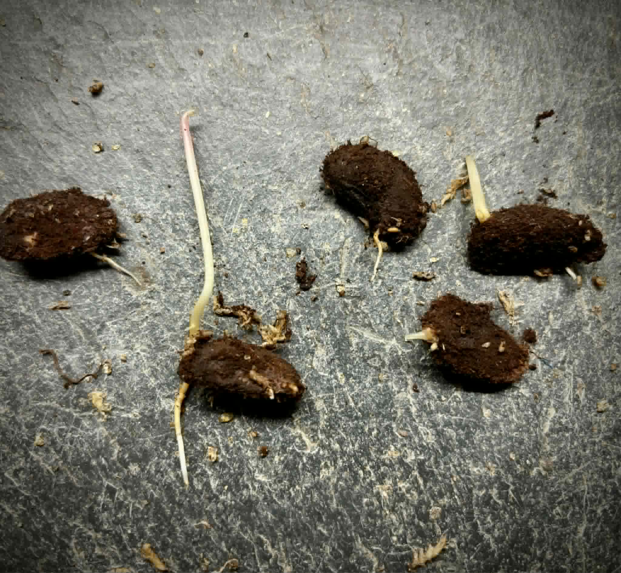 Garcinia atroviridis var ruby - 1 germinated seed / 1 gekeimter Samen