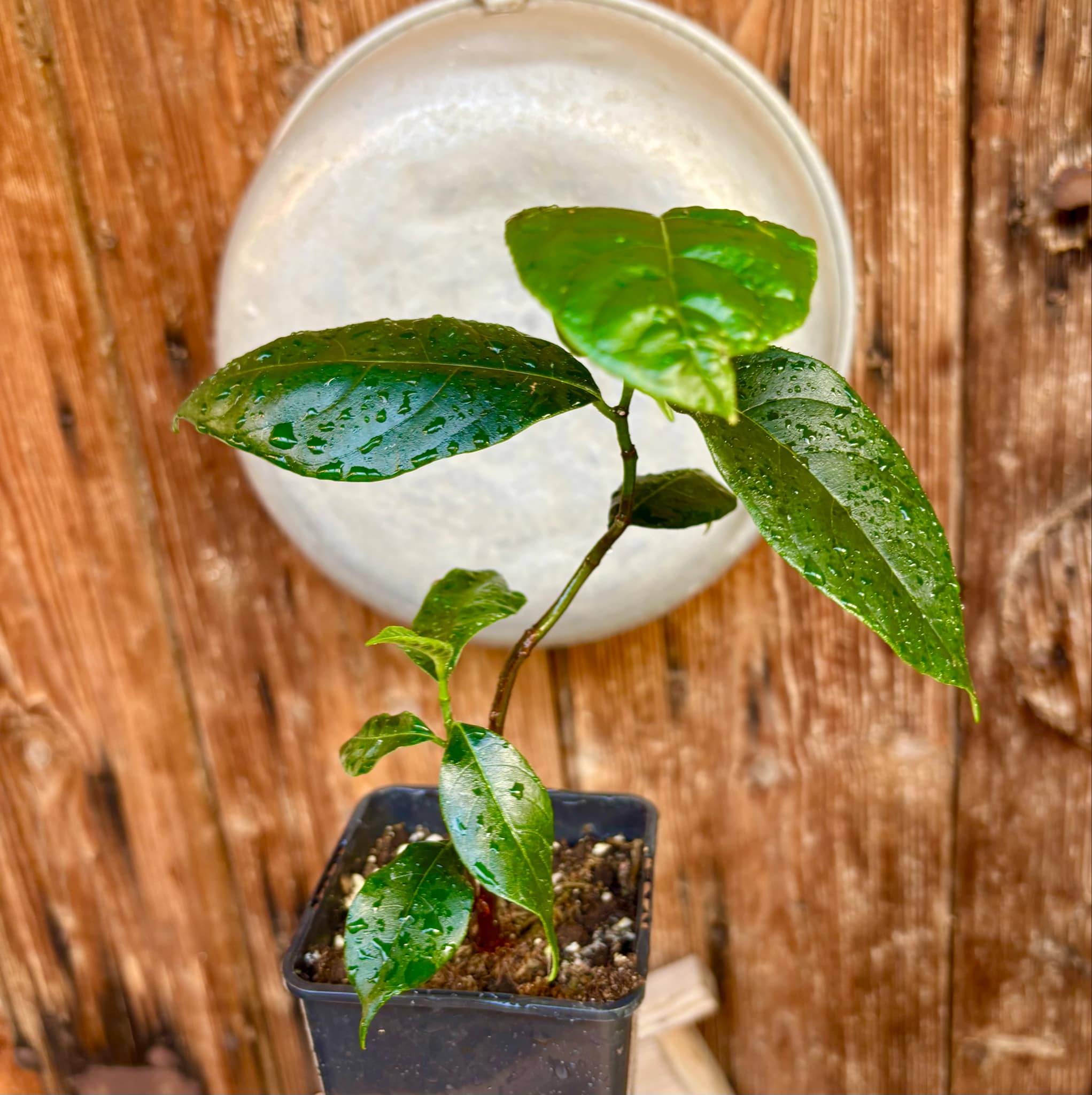 Jackfruit (Artocarpus heterophyllus) 1 potted plant / 1 getopfte Pflanze Jackfruit (Artocarpus heterophyllus) 1 potted plant / 1 getopfte Pflanze