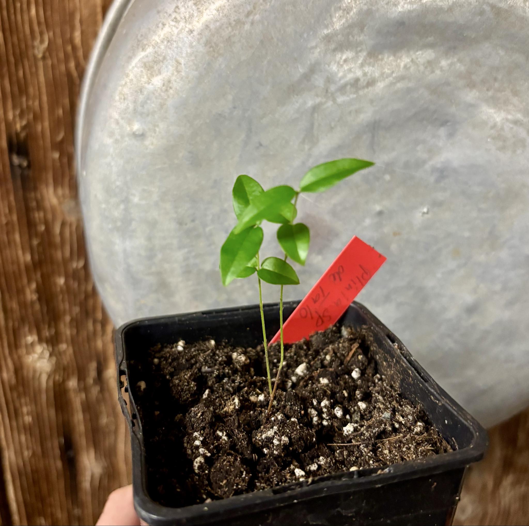 Plinia sp. de Talo - 1 potted seedling / 1 getopfter Sämling