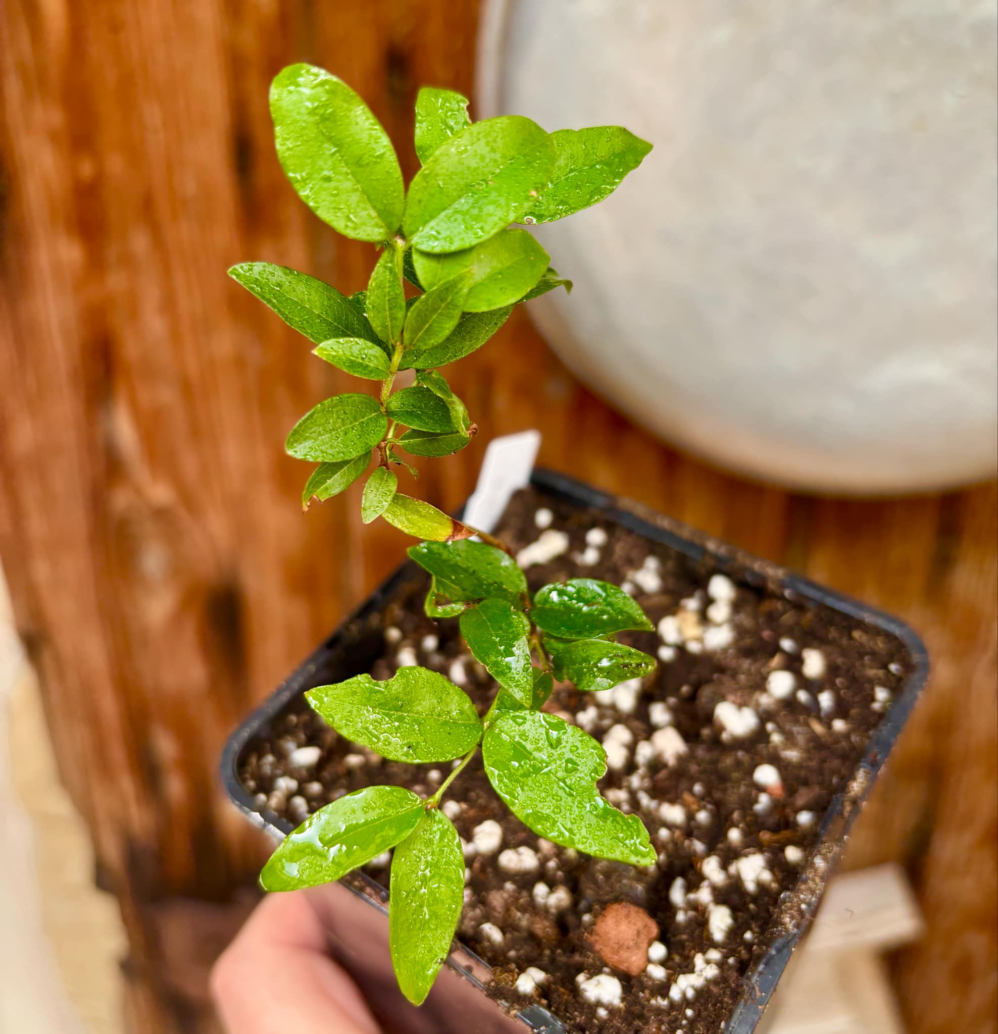 1.5 years old - Plinia sp peruana - 1 potted plant / 1 getopfte Pflanze