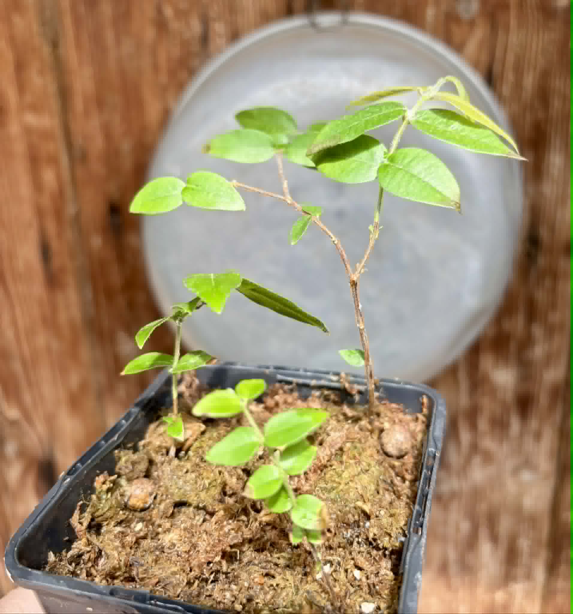 3 in 1 pot - Myrciaria sp Cabeludinha preta (Blue Glomerata) - 3 seedlings in one pot / 3 Sämlinge in einem Topf