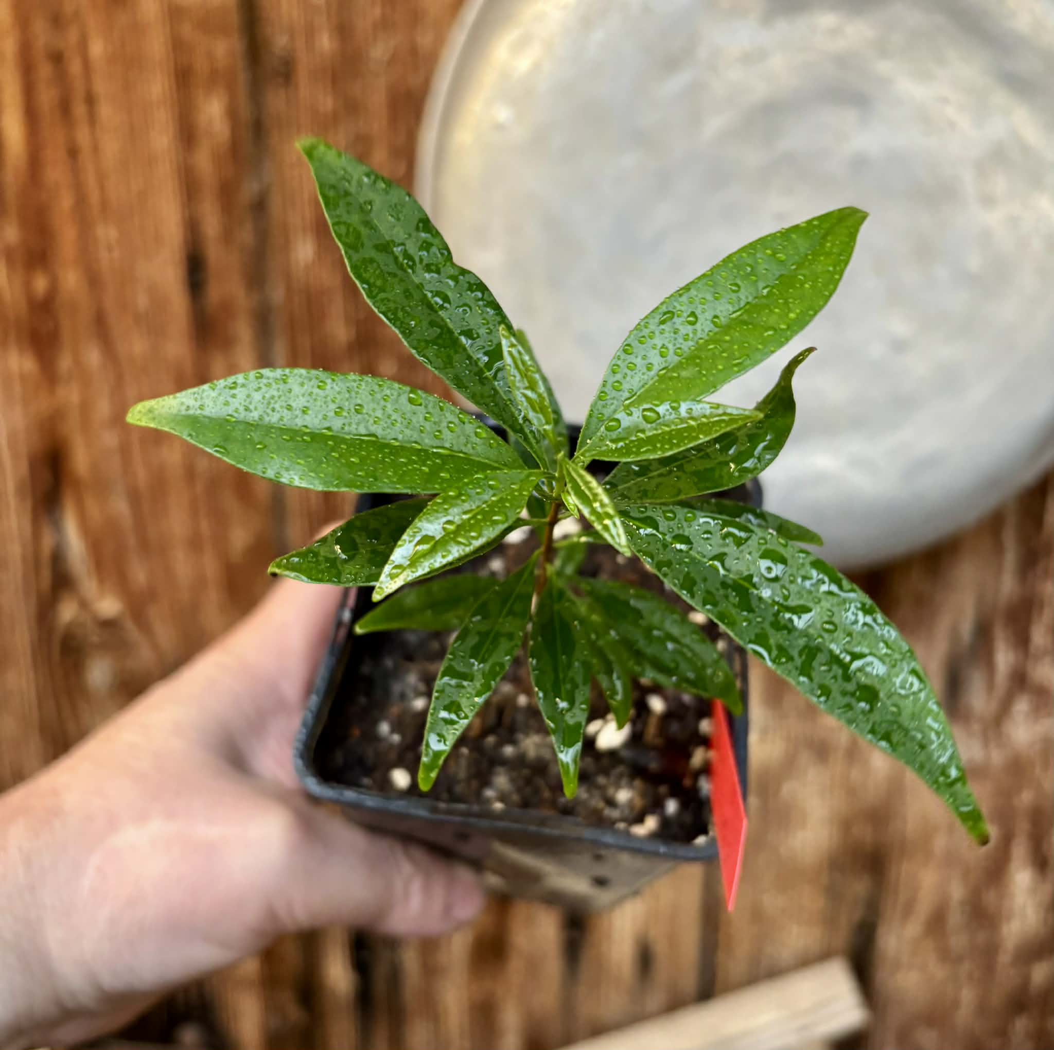 Eugenia punicifolia - 1 potted plant / 1 getopfte Pflanze