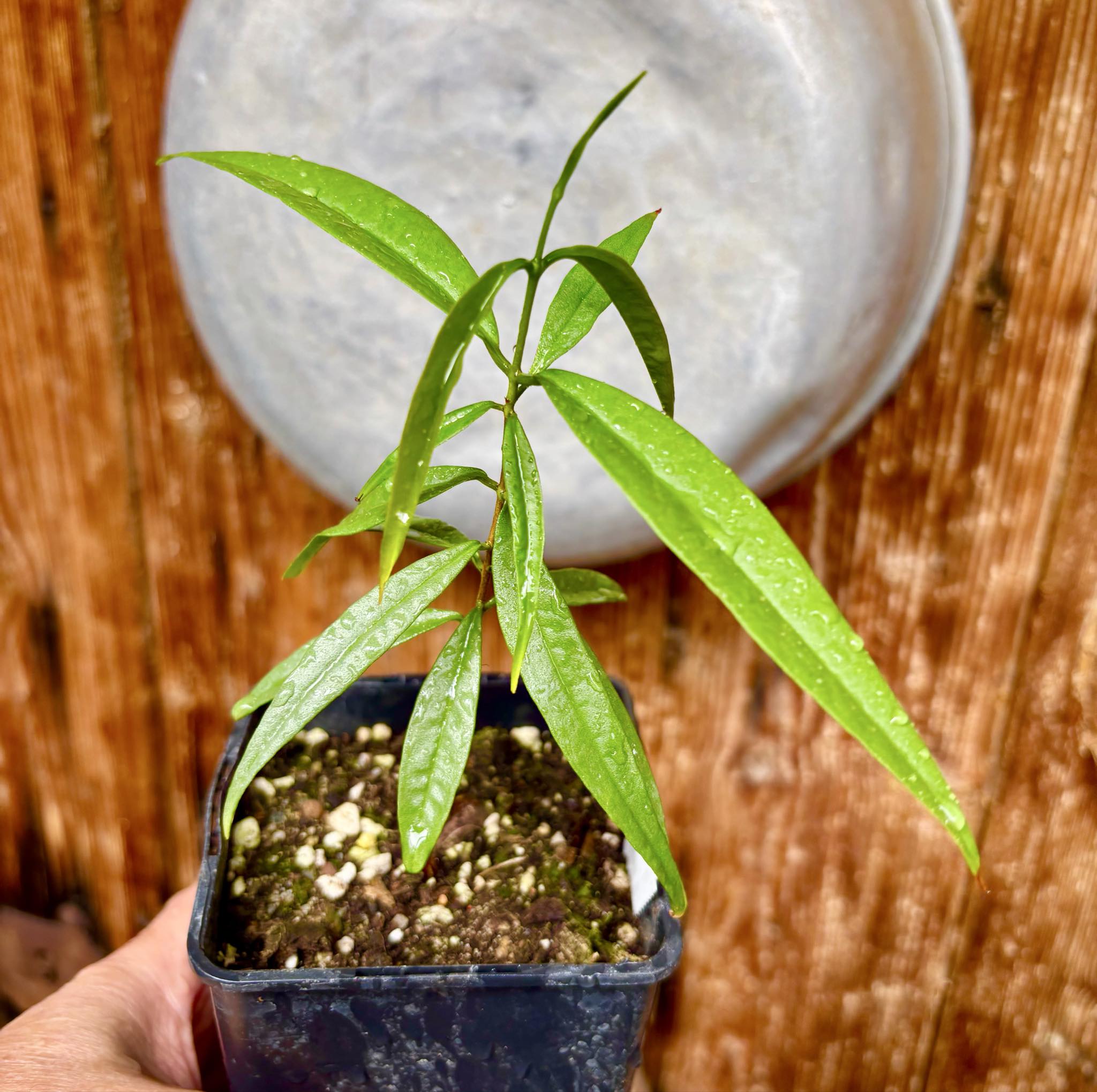 Eugenia bahiensis var. Sementes pintada  - 1 potted plant / 1 getopfte Pflanze