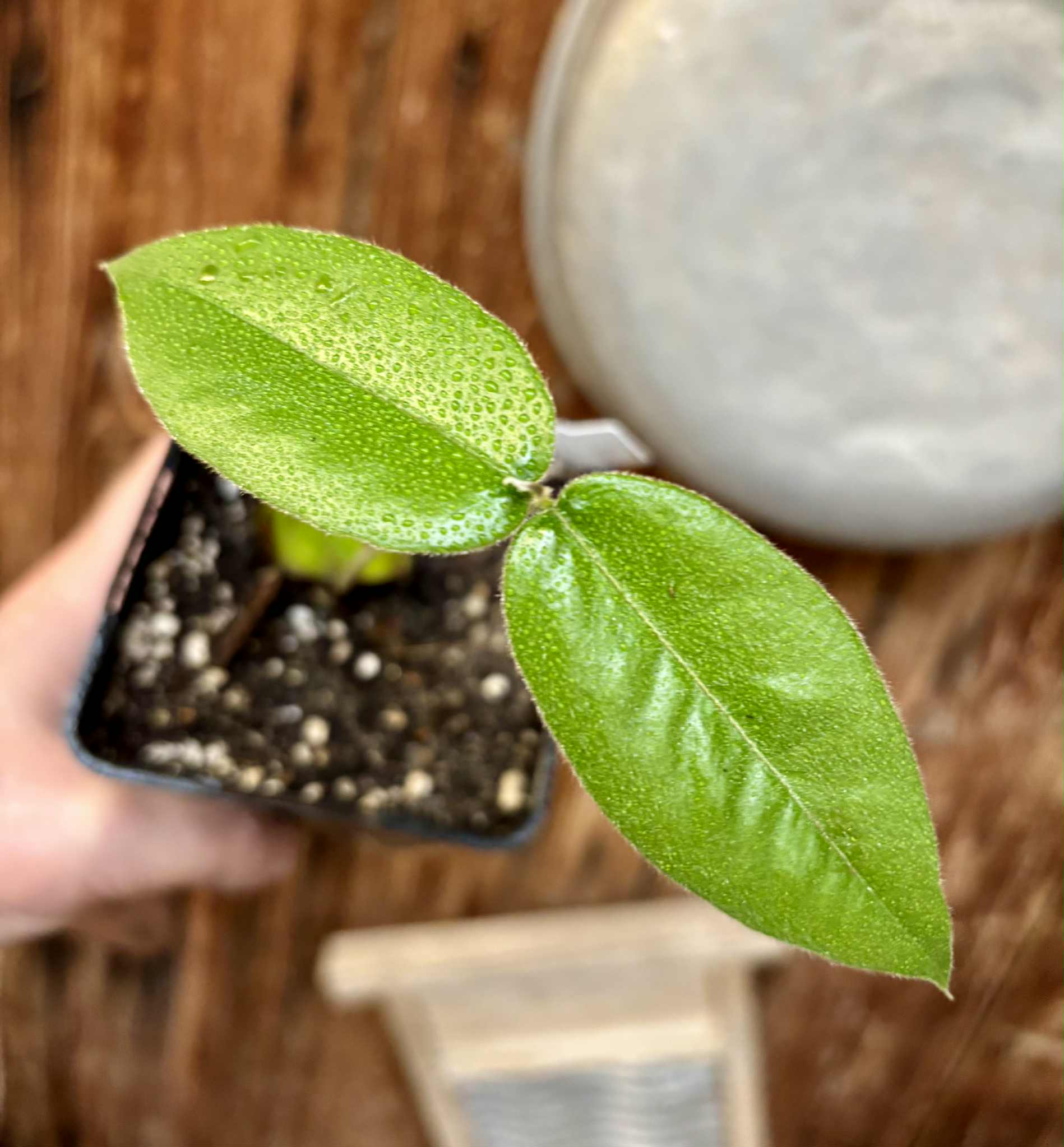 Cambucá-de-calo - (Plinia callosa) -  1 potted seedling / 1 getopfter Sämling