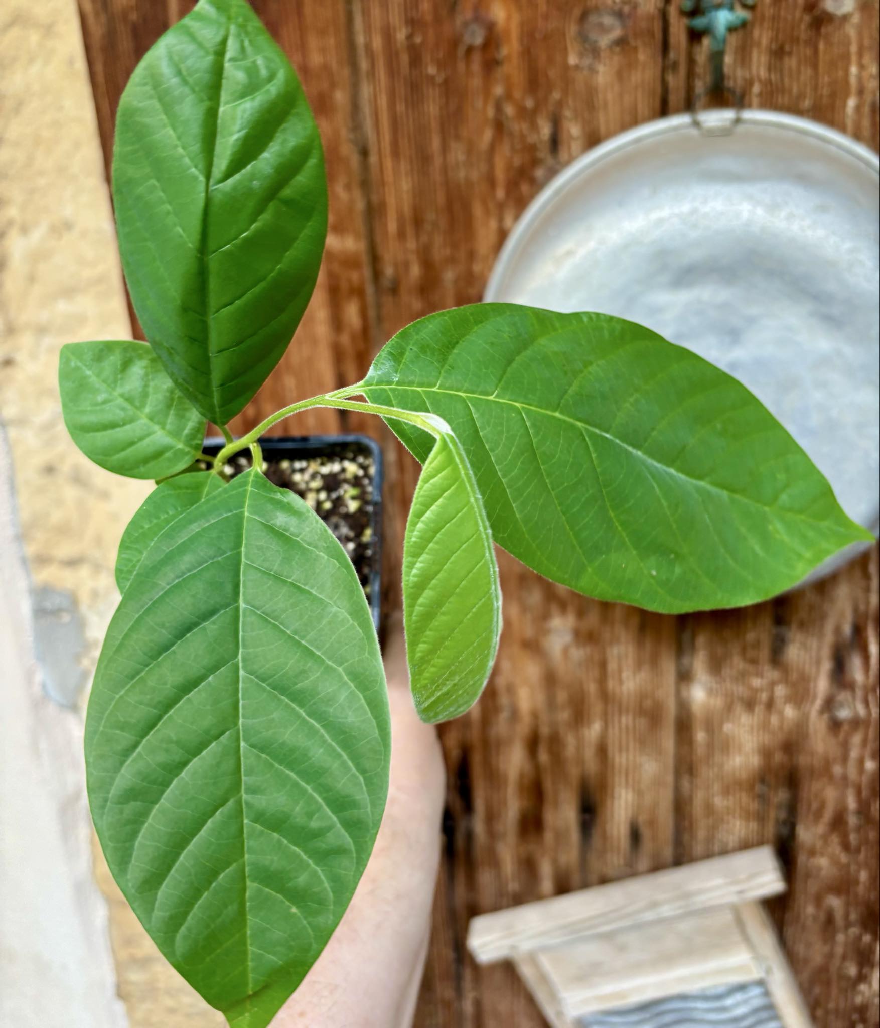 Annona sylvatica - 1 potted plant / 1 getopfte Pflanze
