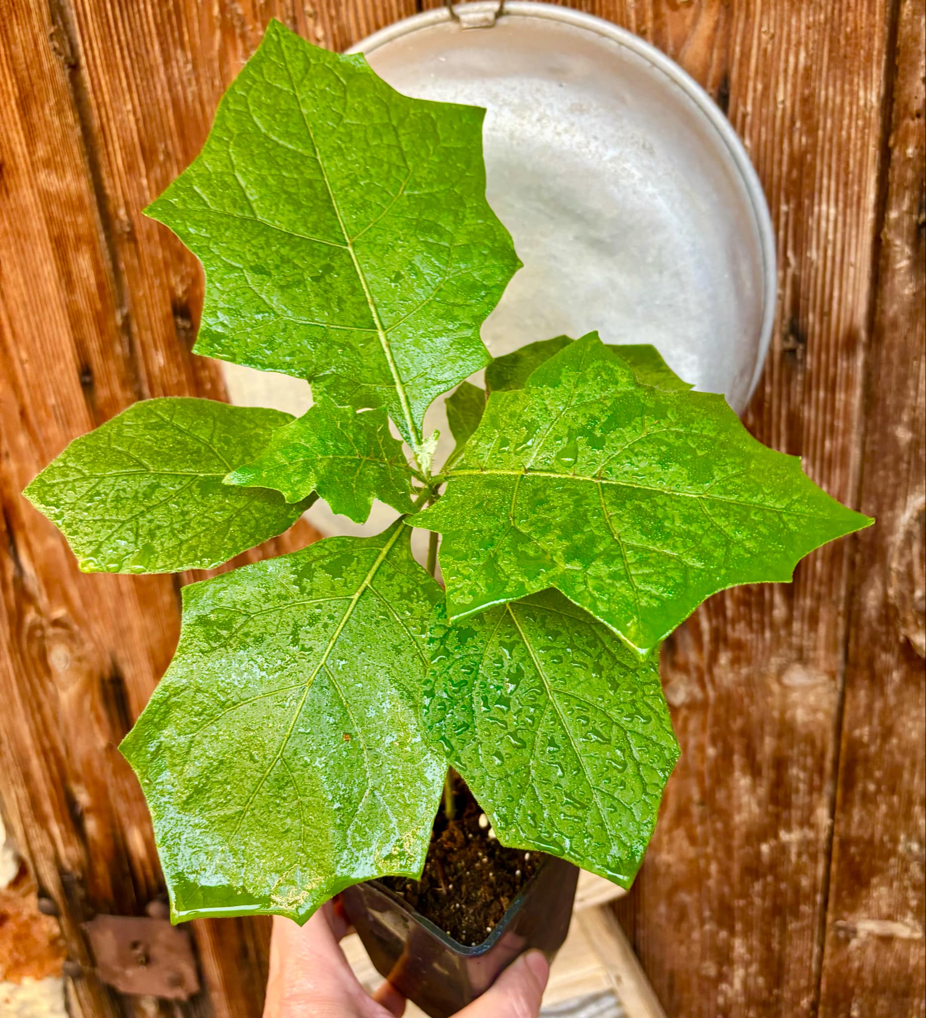 Juã-Açu - Solanum oocarpum - 1 potted plant / 1 getopfte Pflanze