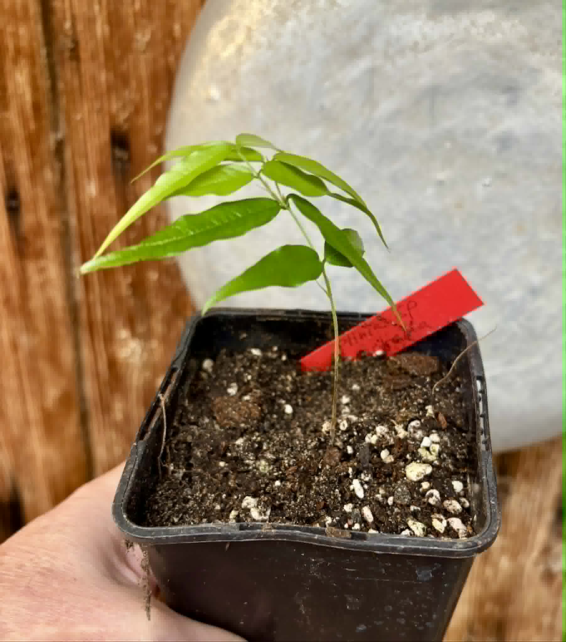 Plinia sp. Listrada - 1 potted seedling / 1 getopfter Sämling