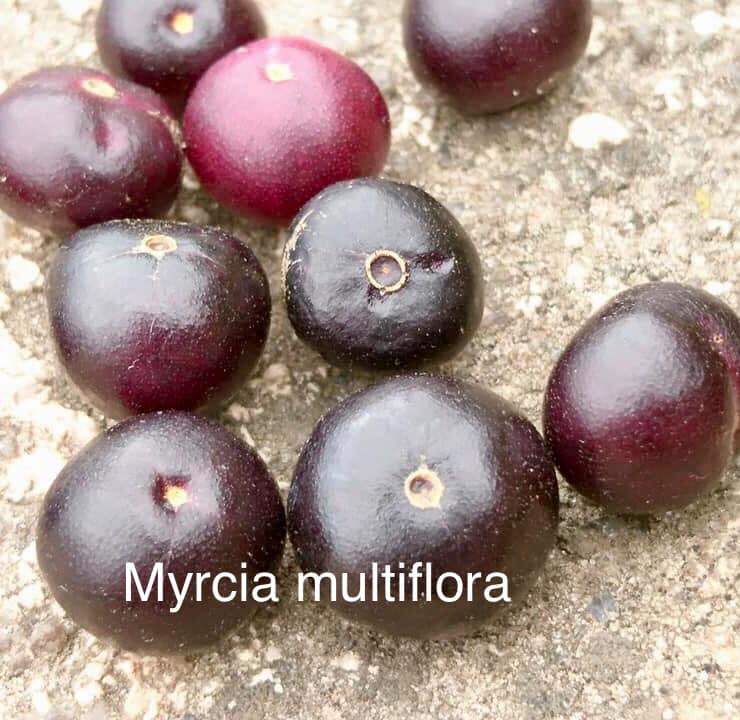 Myrcia multiflora - 1 potted plant / 1 getopfte Pflanze