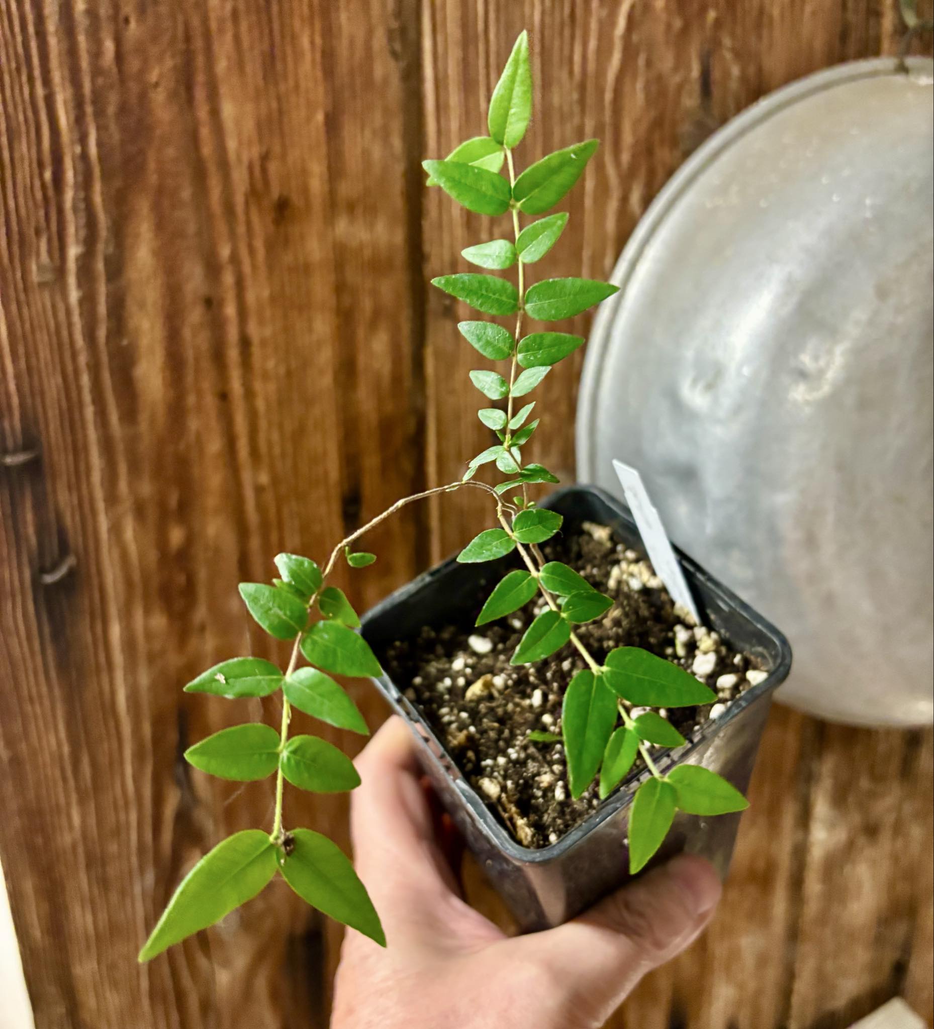 Myrciaria cuspidata BLACK - 1 potted seedling / 1 getopfter Sämling