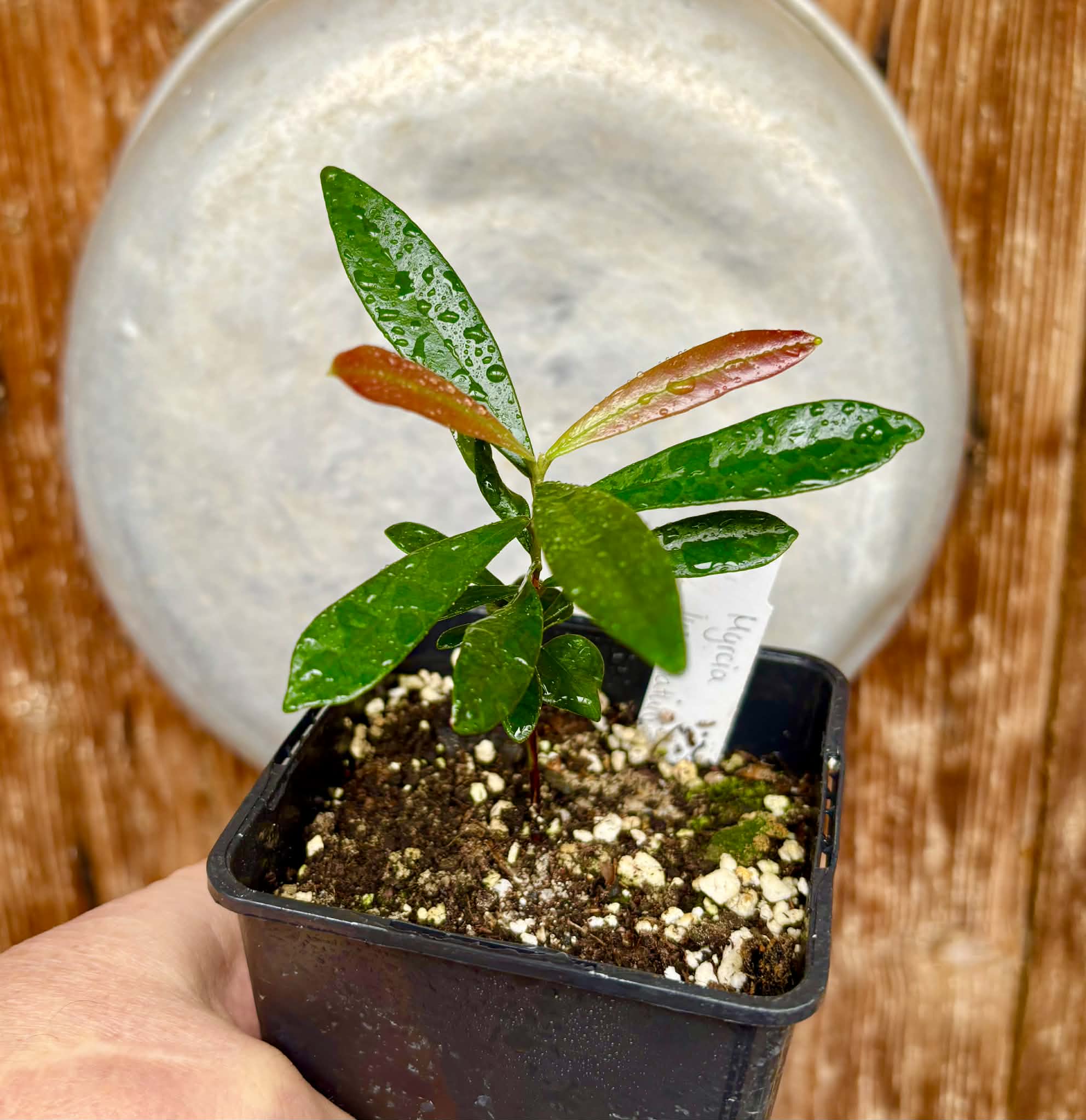 Myrcia luschnathiana -  1 potted seedling / 1 getopfter Sämling