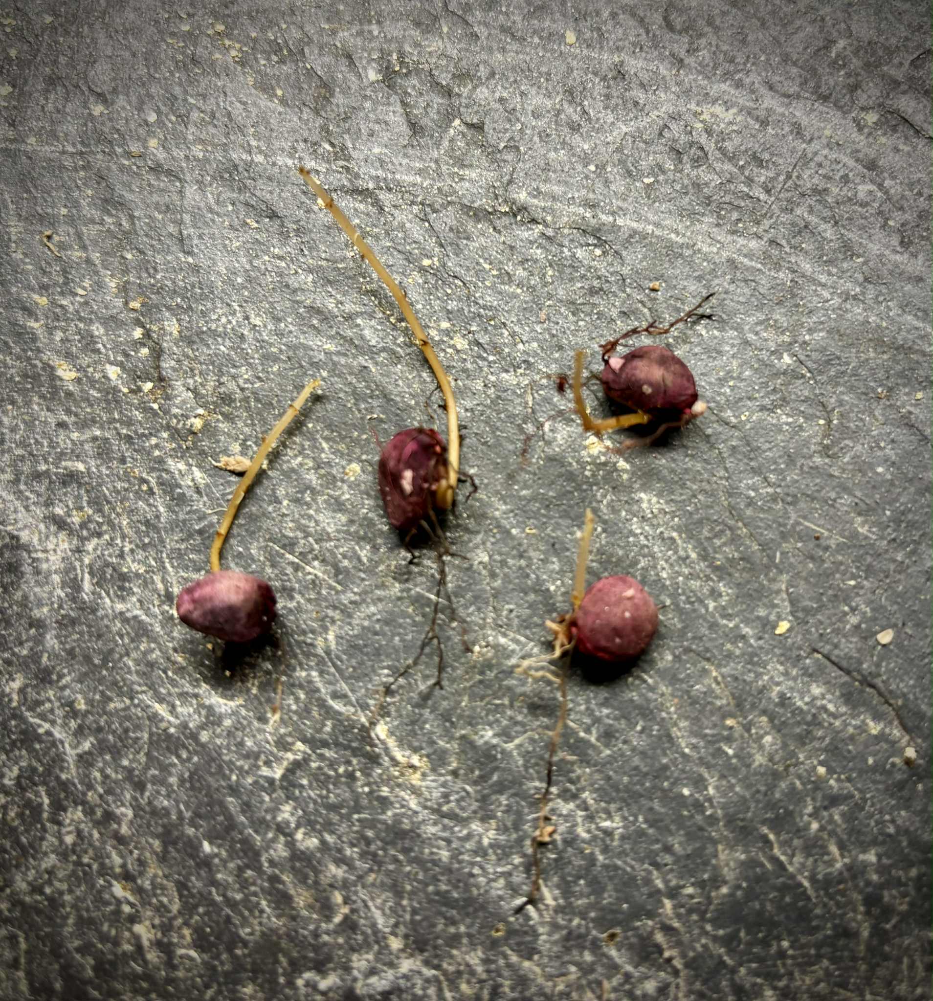 Wild Yellow Mulberry (Helicostylis tomentosa) - 1 germinated seed / 1 gekeimter Samen