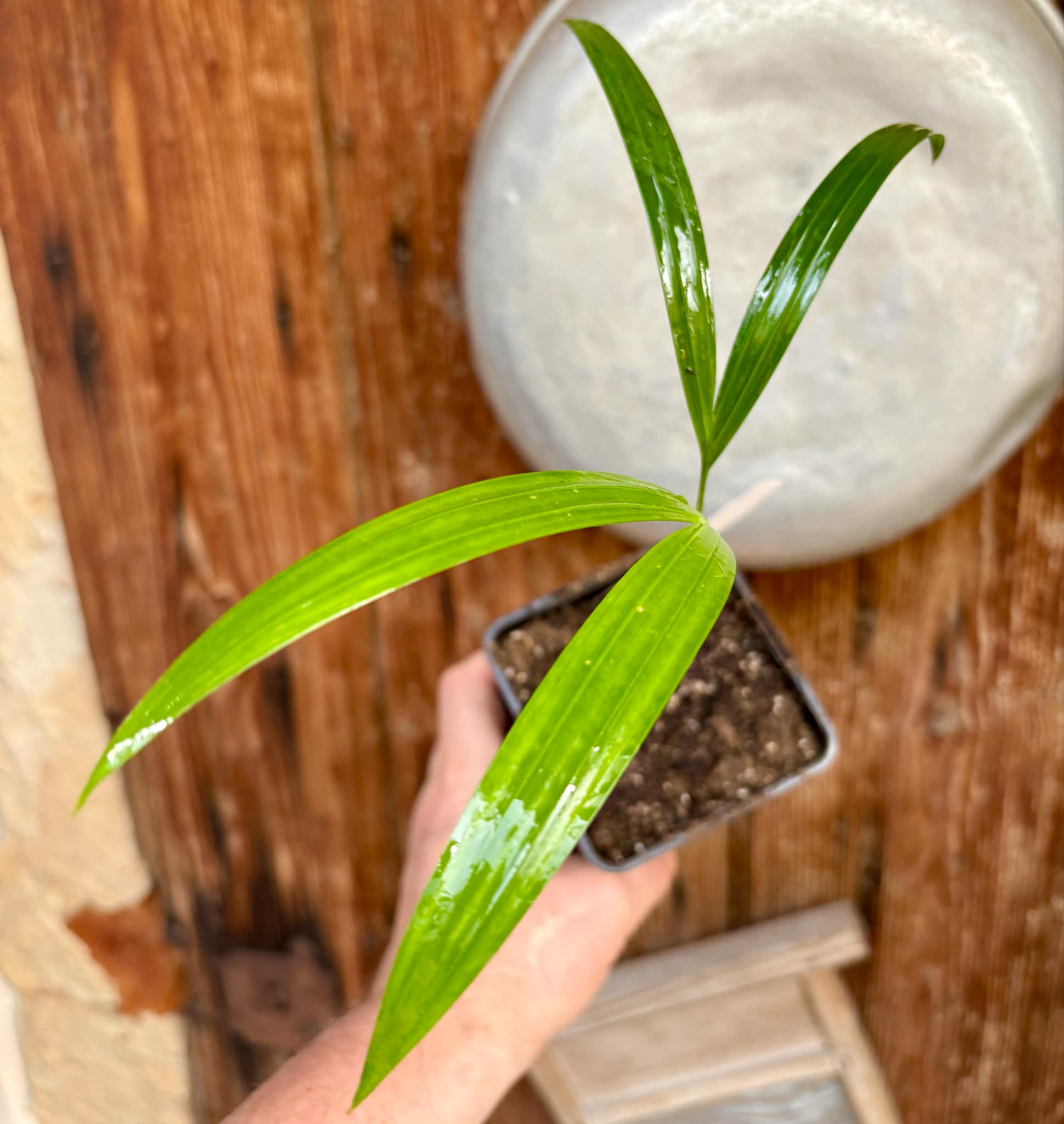Palm Syagrus romanzoffiana -  1 potted plant / 1 getopfte Pflanze
