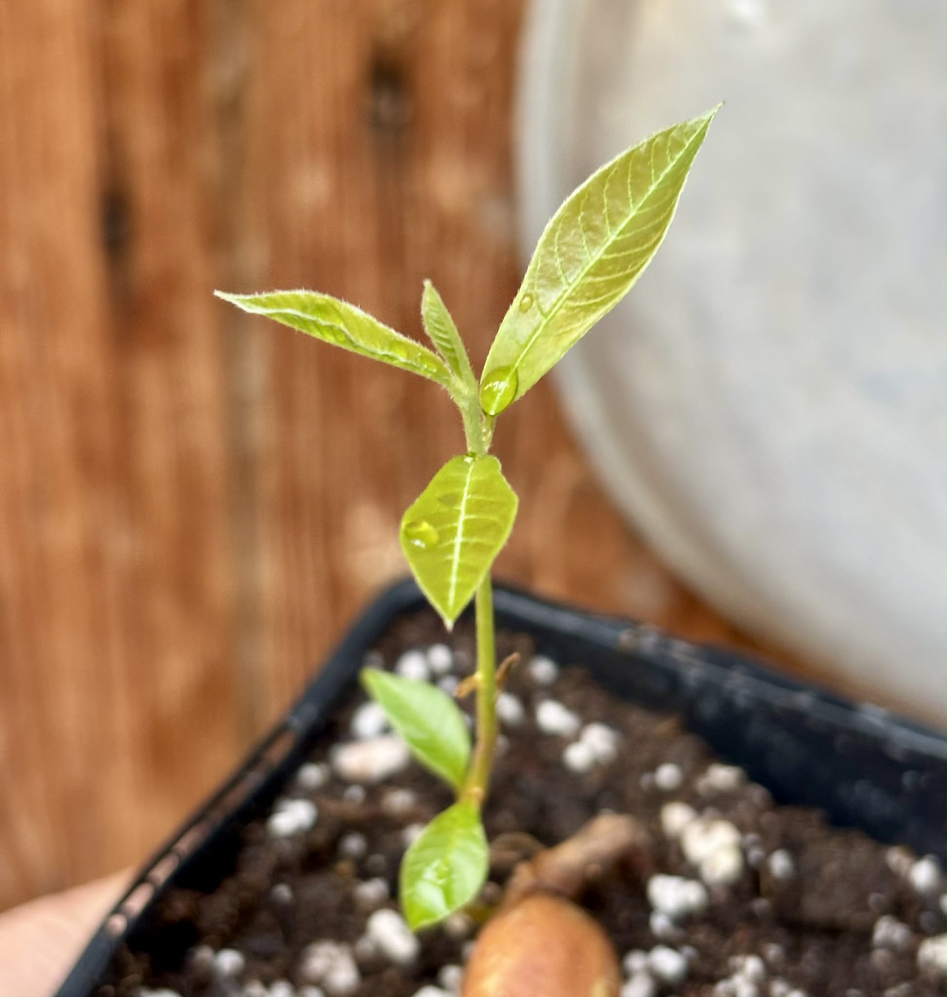 Pradosia sp Rondonia - 1 potted seedling / 1 getopfter Sämling