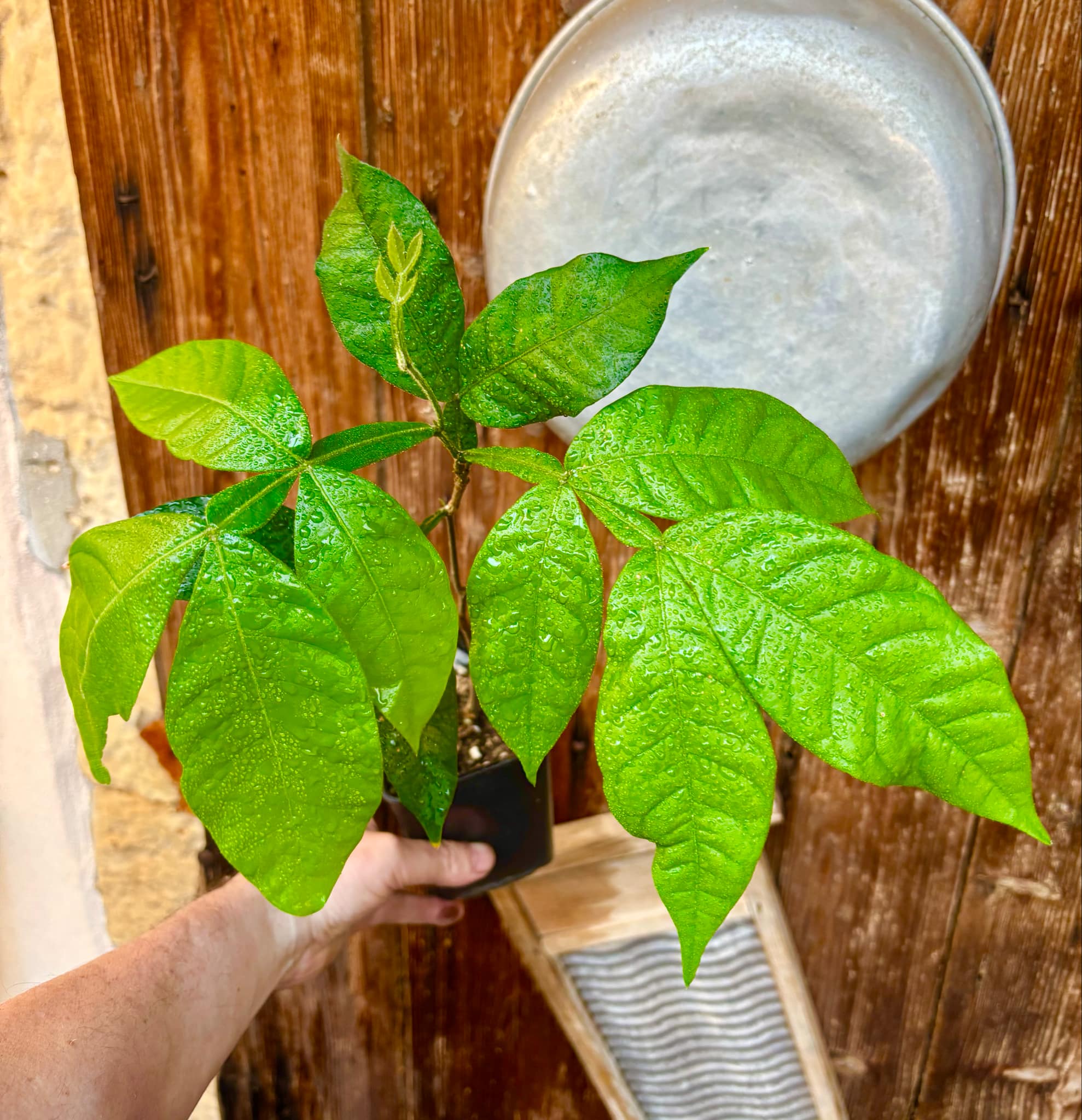Inga feuilleei - Pacay Ice Cream Bean - 1 potted plant / 1 getopfte Pflanze Inga feuilleei - Pacay Ice Cream Bean - 1 potted plant / 1 getopfte Pflanze