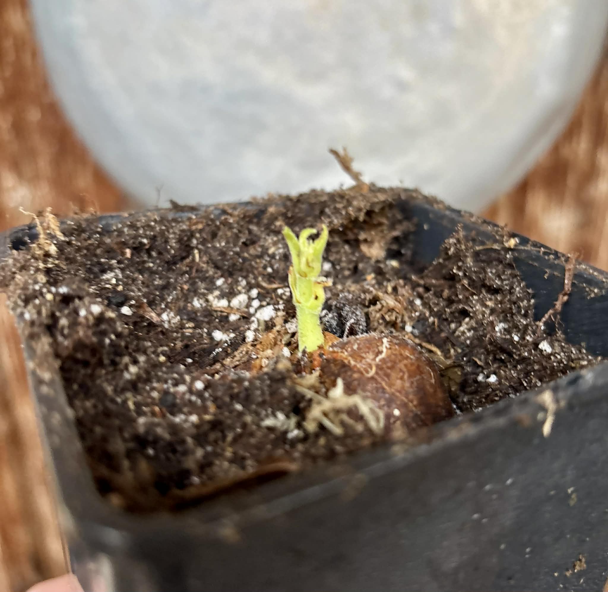 Artocarpus camansi / Tropical Chestnut (Wild Breadfruit) - 1 potted seedling / 1 getopfter Sämling