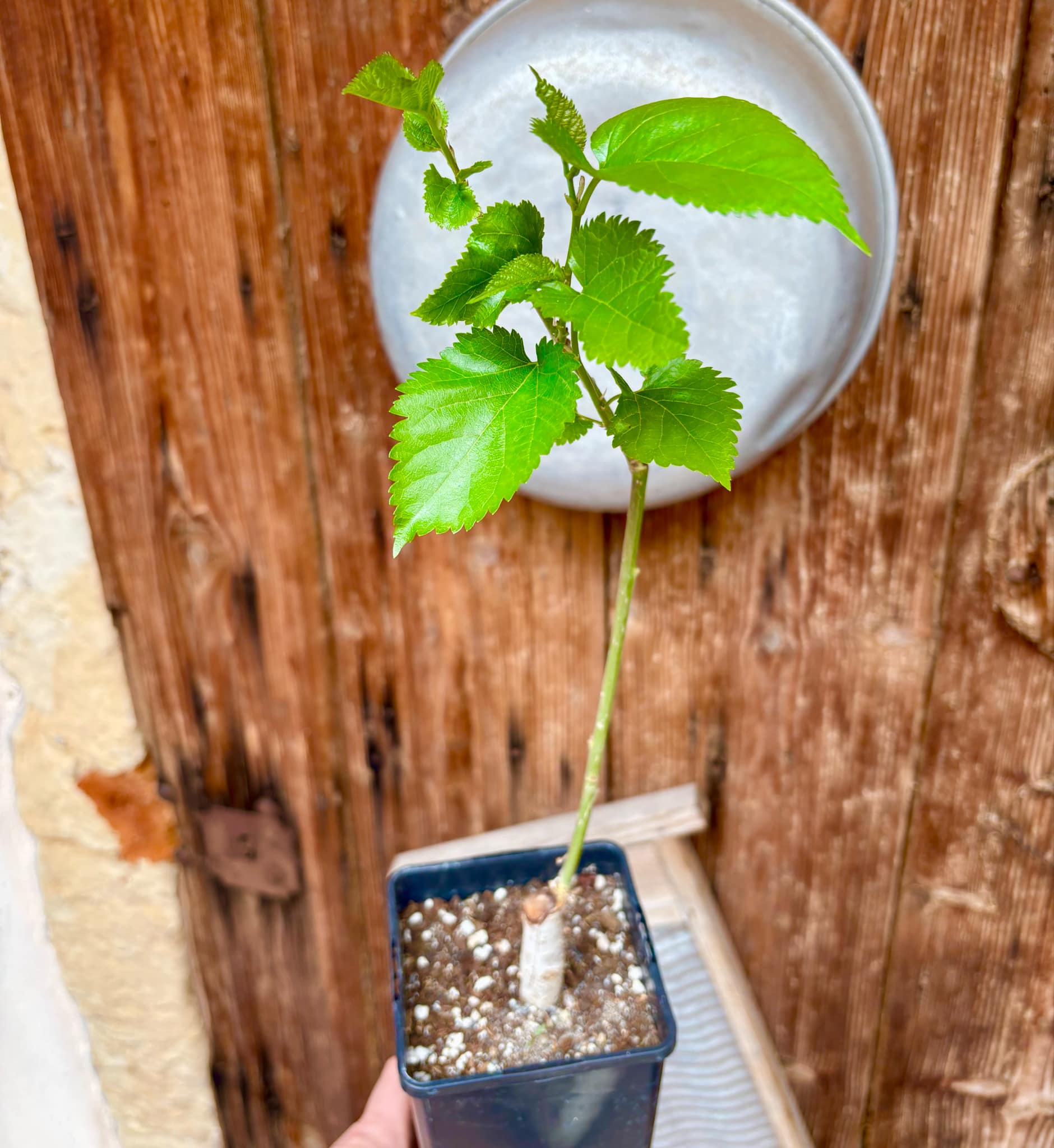 Mulberry Chiang Mai 60 - rotted cutting - 1 potted plant / 1 getopfte Pflanze Mulberry Chiang Mai 60 - rotted cutting - 1 potted plant / 1 getopfte Pflanze