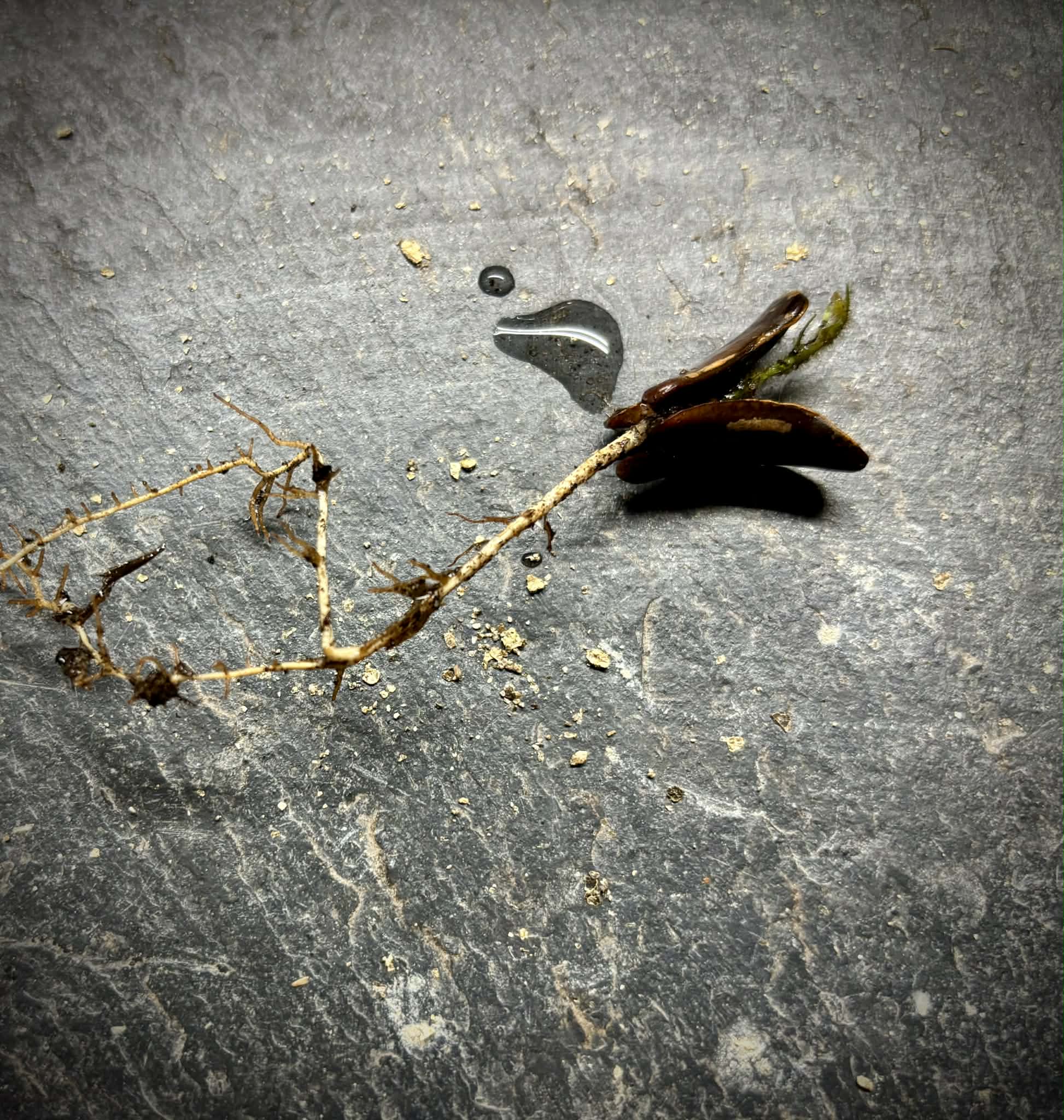 Inga aptera  - 1 germinated seed / 1 gekeimter Samen