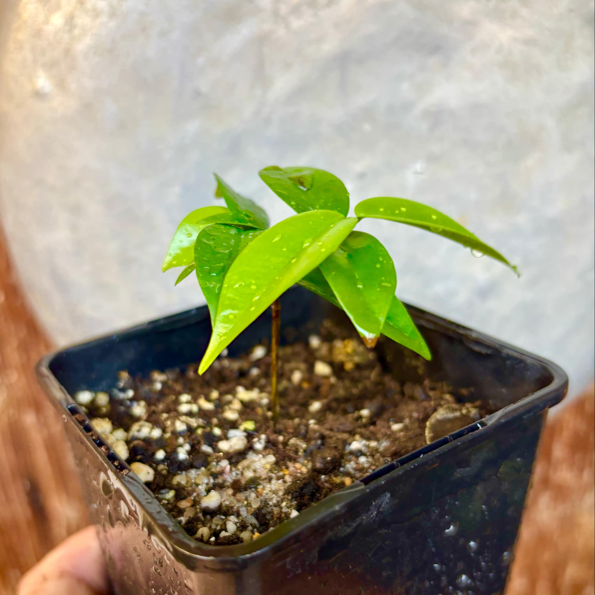 Eugenia sp Amarela Redonda - 1 small potted seedling / 1 kleiner, getopfter Sämling