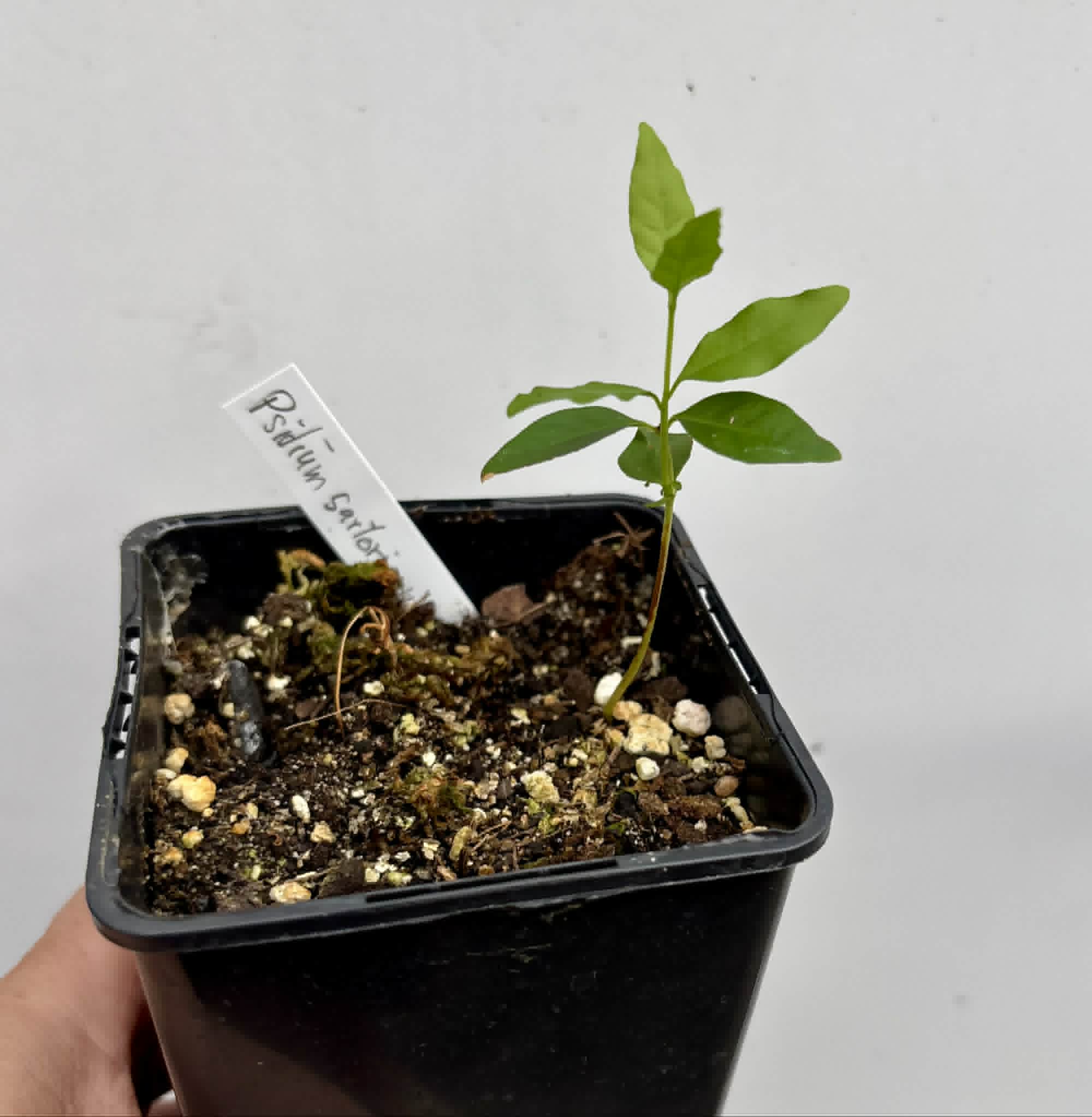 Psidium sartorianum - 1 potted seedling / 1 getopfter Sämling