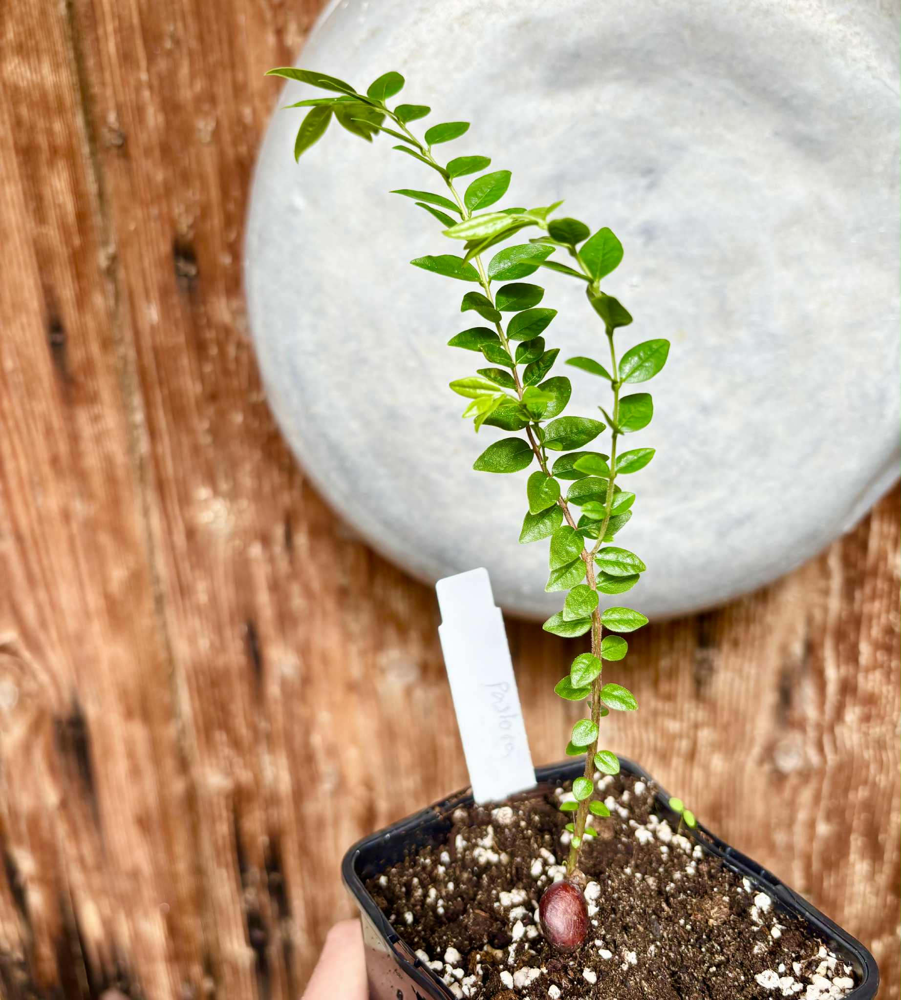 Myrciaria sp Pastora - 1 potted seedling / 1 getopfter Sämling