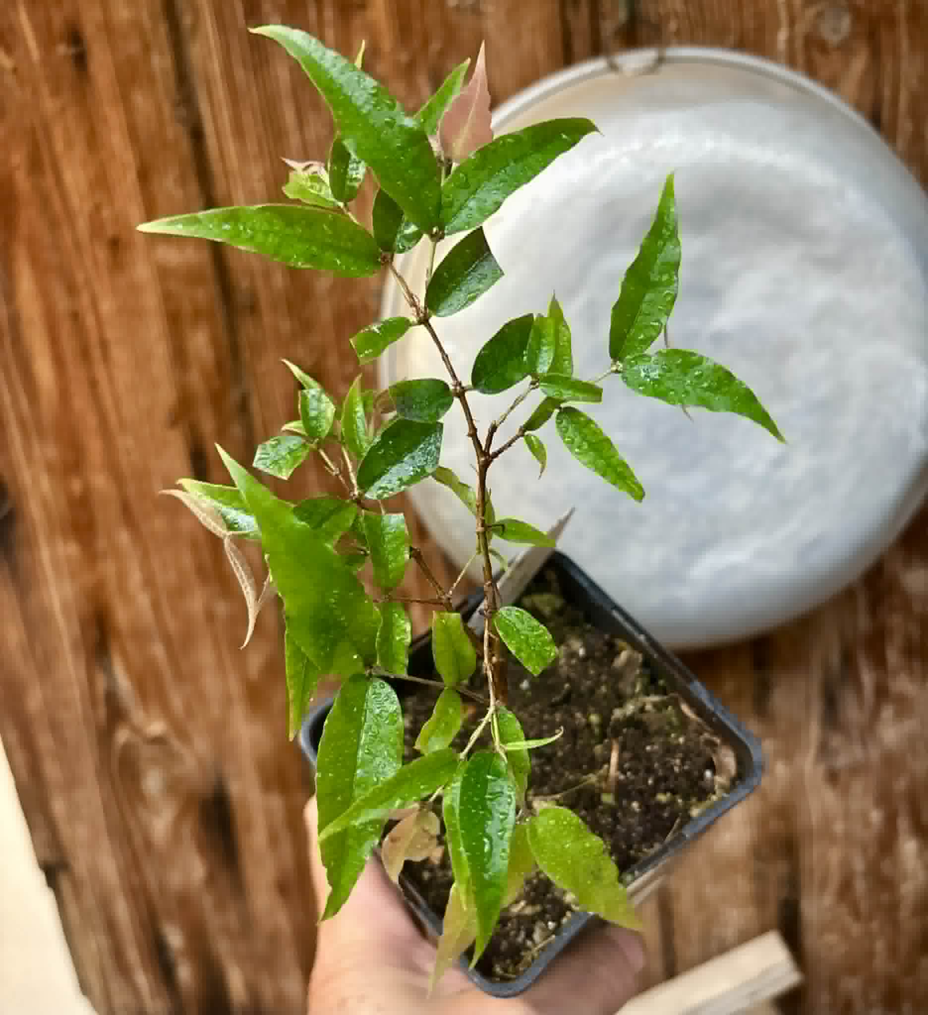 Jaboticaba - Plinia sp Rajada Cabo longo verde -  1 potted seedling / 1 getopfter Sämling