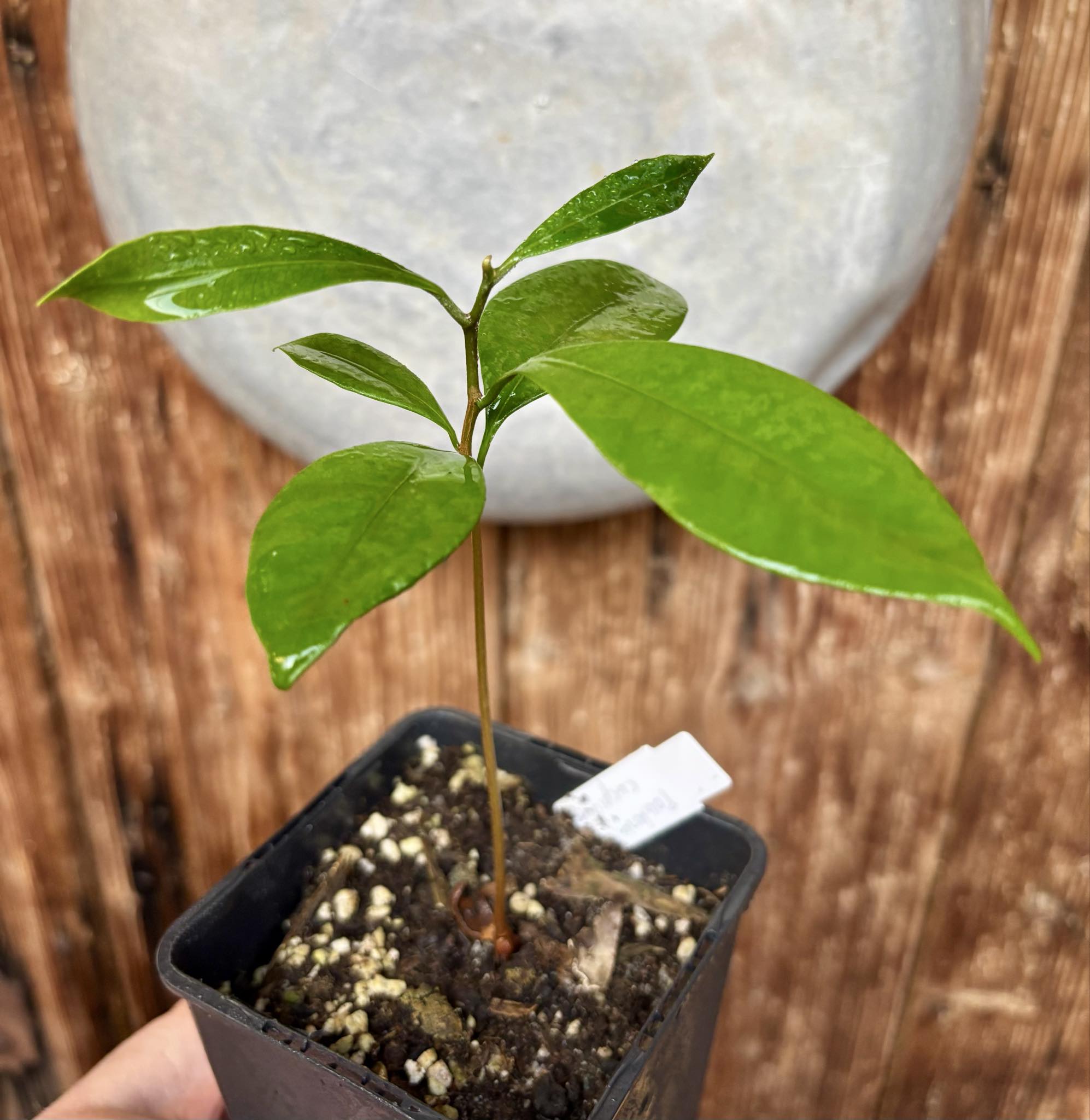 Pouteria cuspidata  -  1 small potted seedling / 1 kleiner, getopfter Sämling