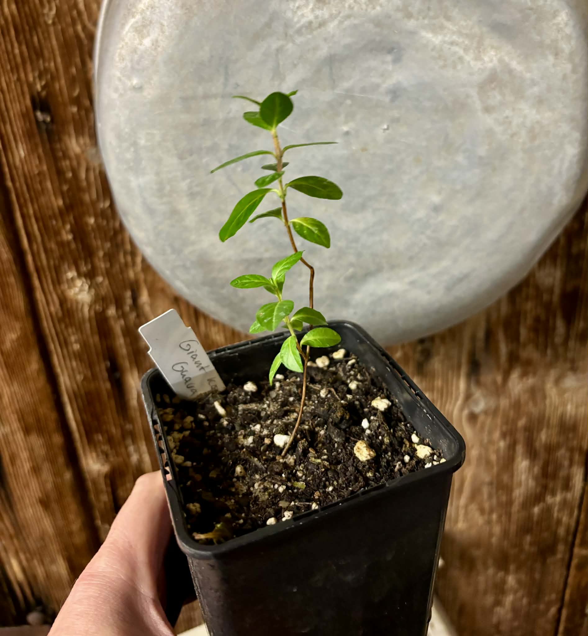 Giant Korean Guava (Psidium guajava) - 1 small potted seedling / 1 kleiner, getopfter Sämling