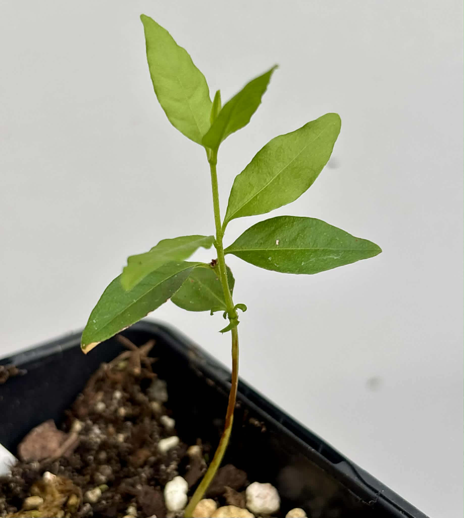 Psidium sartorianum - 1 potted seedling / 1 getopfter Sämling
