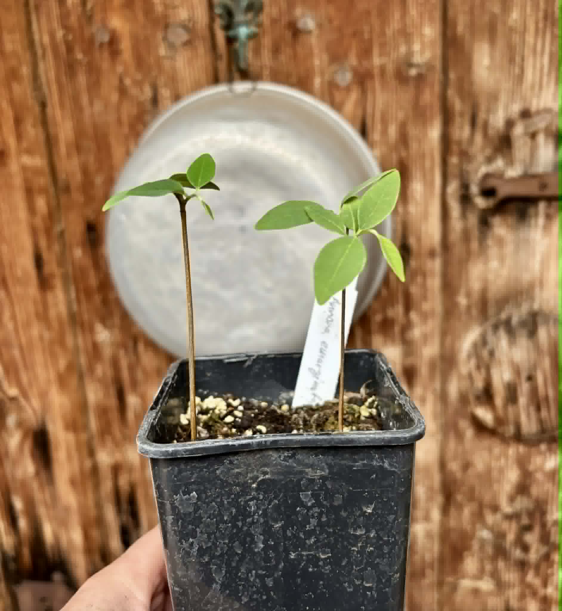 2 in 1 pot - Annona emarginata - 2 seedlings in one pot / 2 Sämlinge in einem Topf