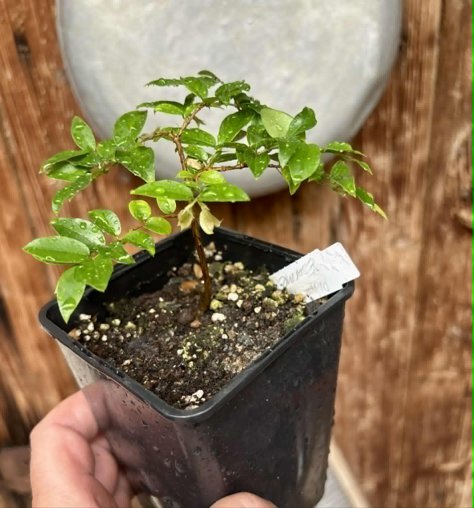 Jaboticaba - Plinia sp Esarme -  1 potted seedling / 1 getopfter Sämling