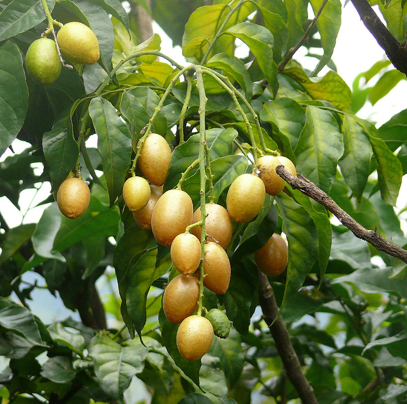 Wampee (Clausena lansium) - 1 germinated seed / 1 gekeimter Samen
