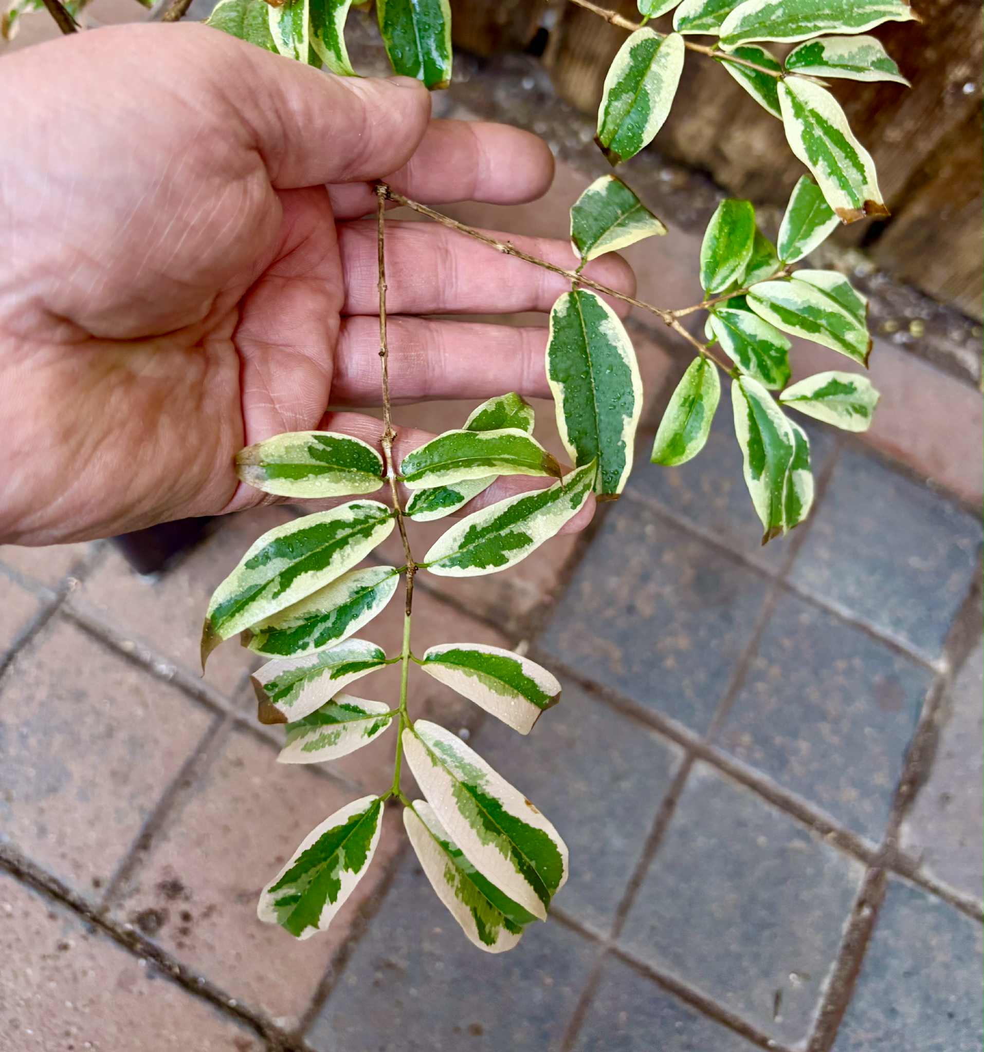 variegated Jaboticaba "Paulista" grafted -   1 potted plant / 1 getopfte Pflanze