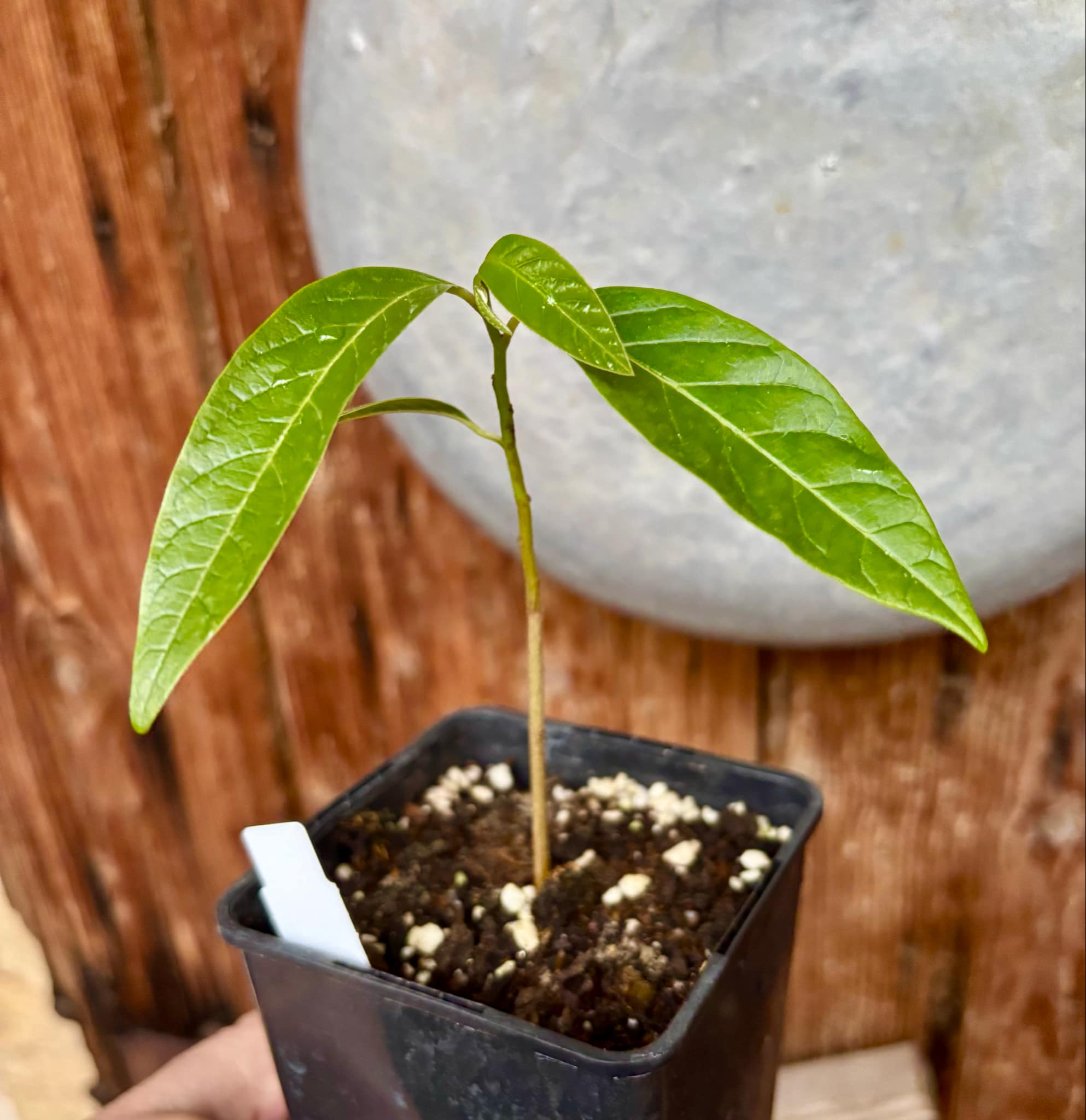 Annona squamosa - 1 potted seedling / 1 getopfter Sämling