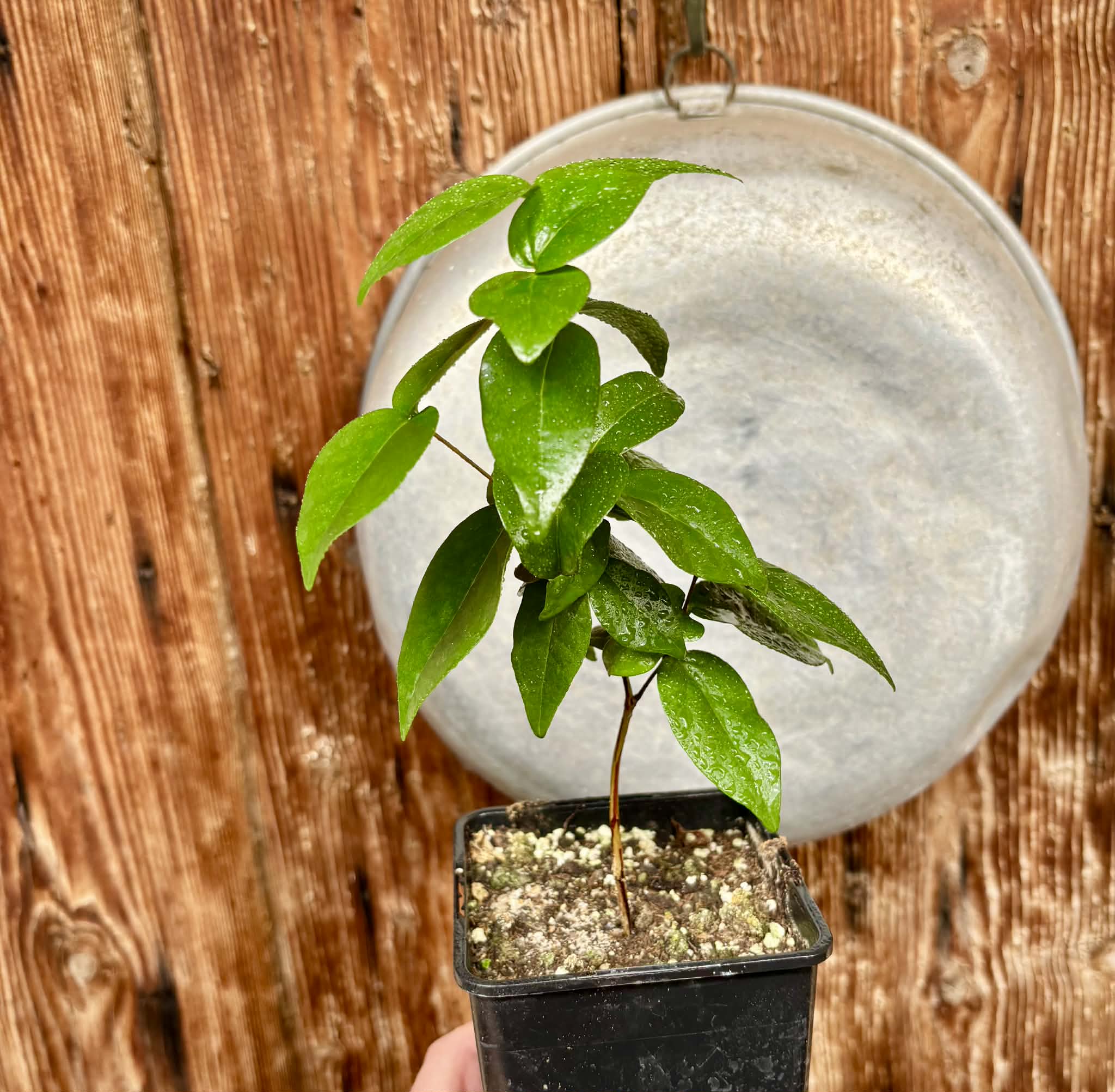 Eugenia uniflora var. Gigante Pitangao  - 1 potted seedling / 1 getopfter Sämling