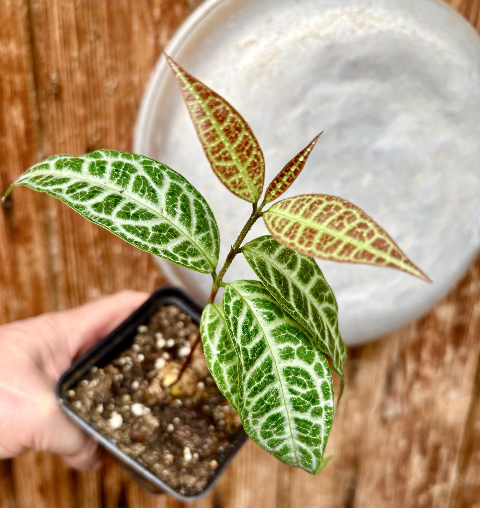 Eugenia sp Labisia Nr. A -  1 potted plant / 1 getopfte Pflanze