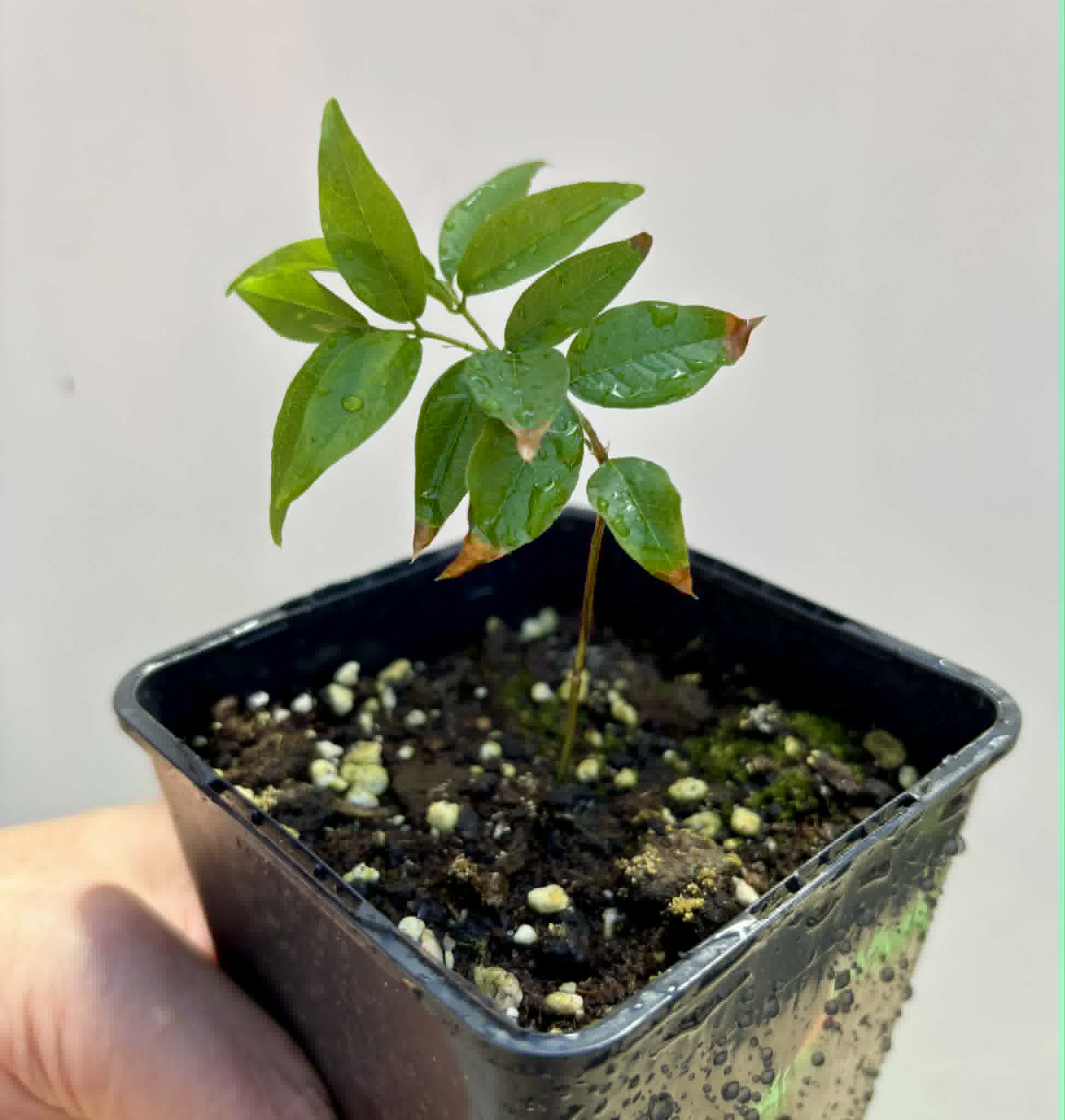Plinia povedae - 1 potted seedling / 1 getopfter Sämling