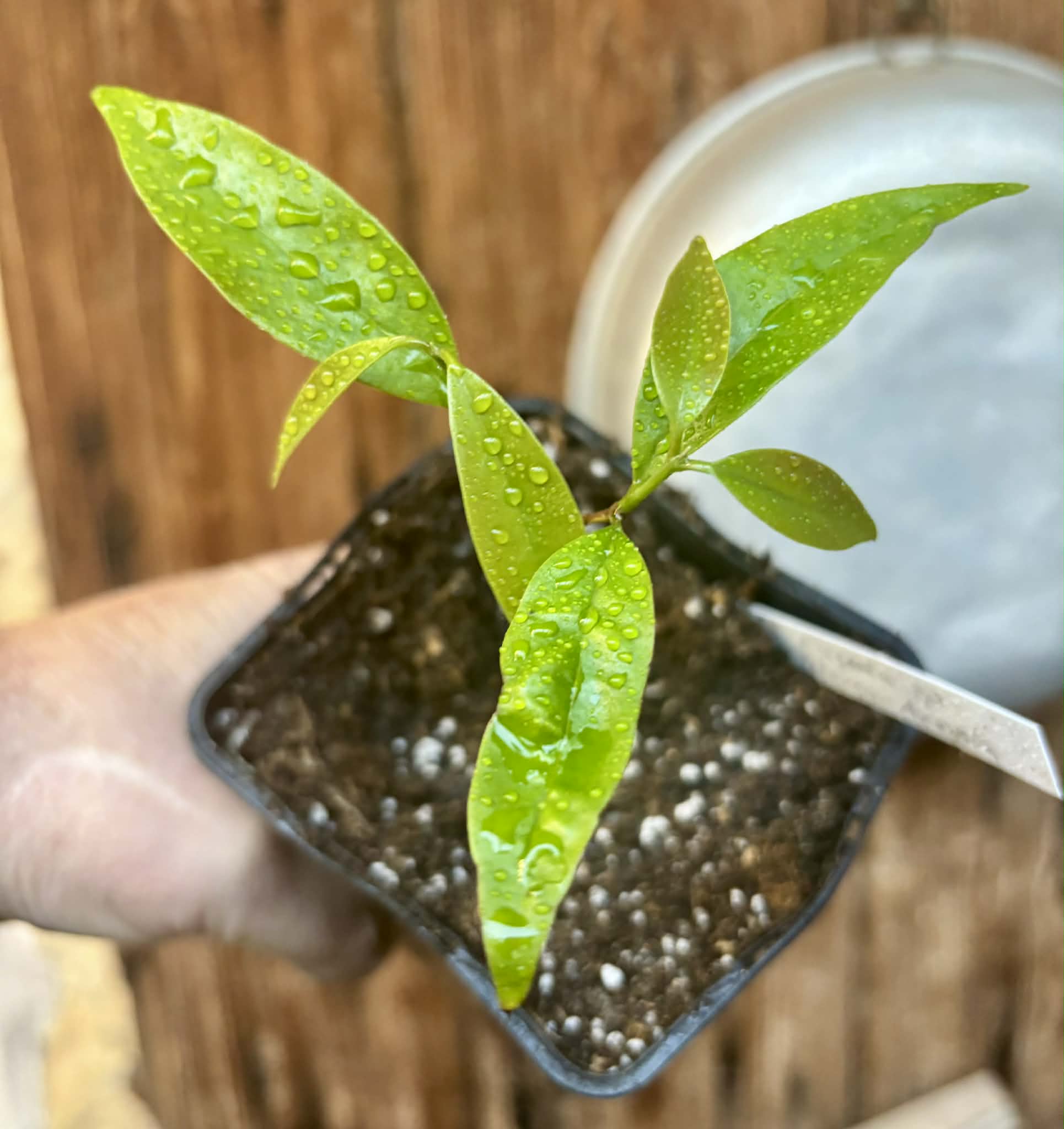 Eugenia sp Pitanga-Acerola - 1 potted seedling / 1 getopfter Sämling