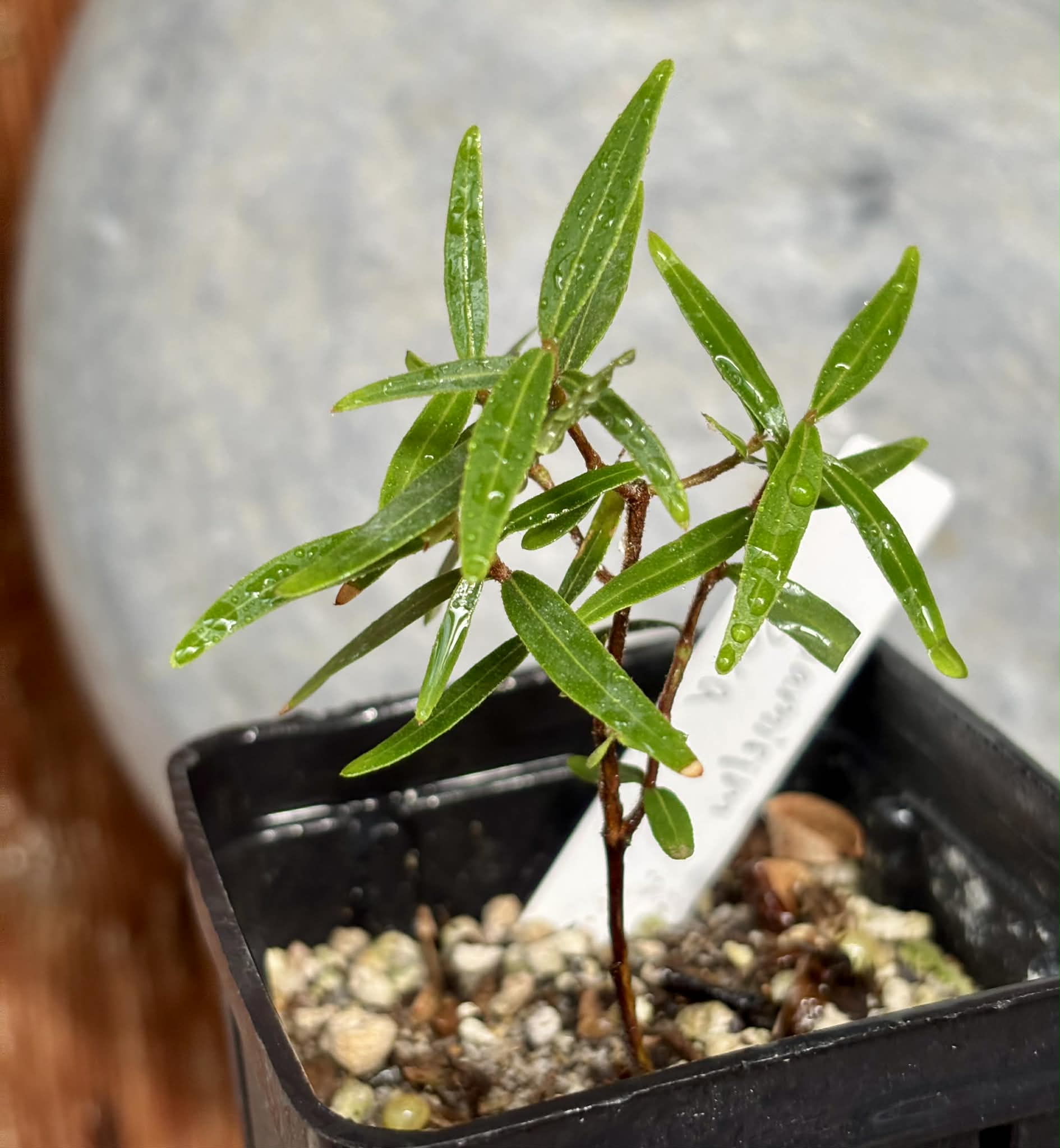 Guamirim roxa (Calyptranthes sp) - 1 potted plant / 1 getopfte Pflanze