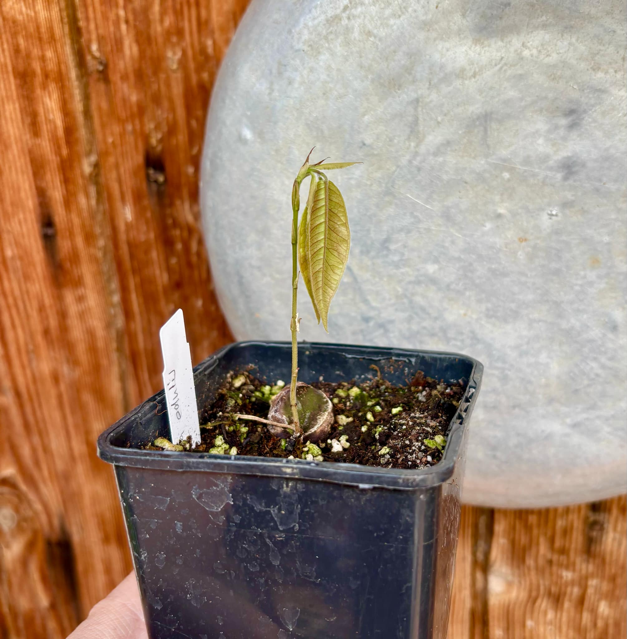 Plinia edulis - 1 small potted seedling / 1 kleiner, getopfter Sämling
