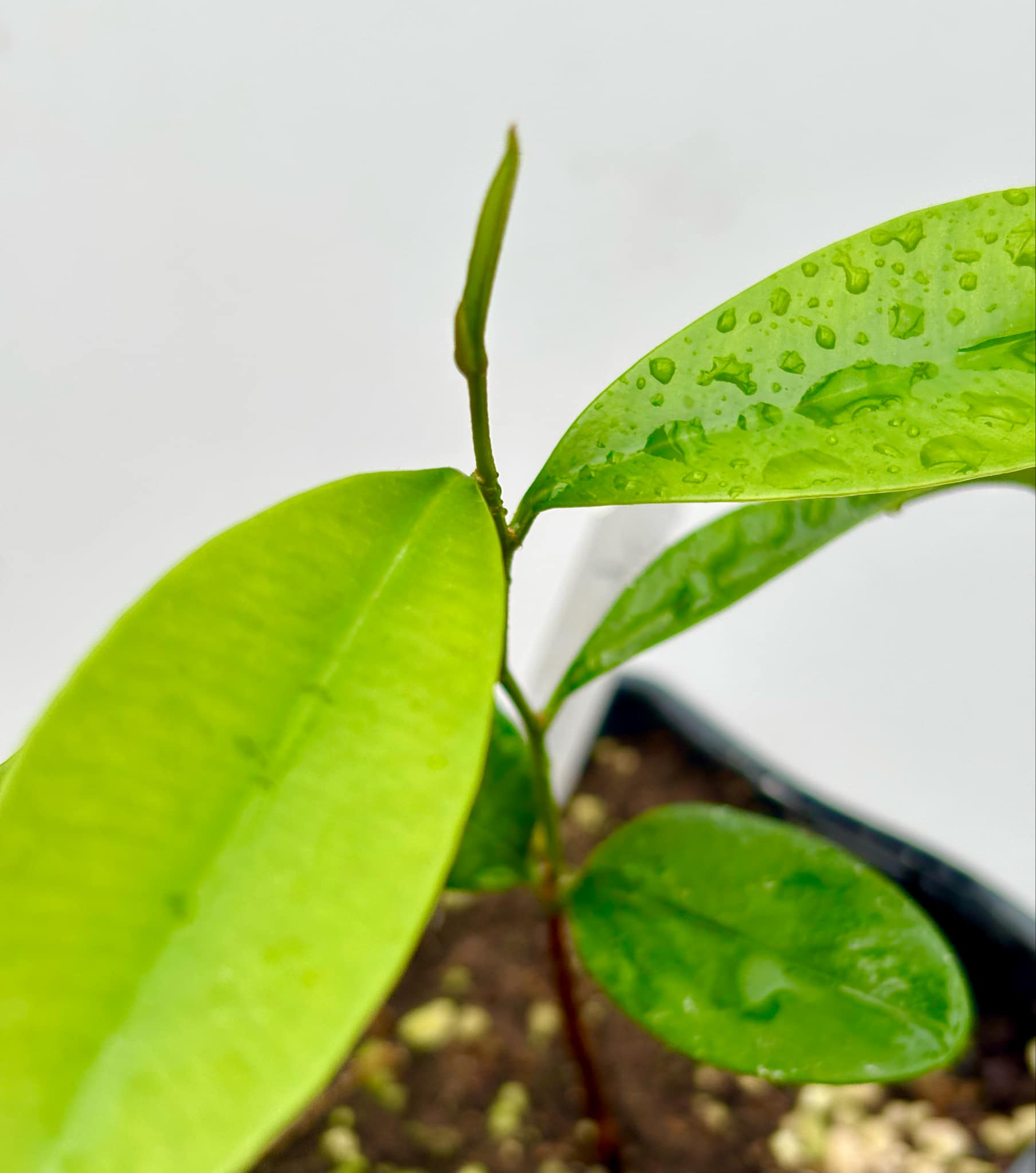 Diploon cuspidatum  -  1 potted seedling / 1 getopfter Sämling