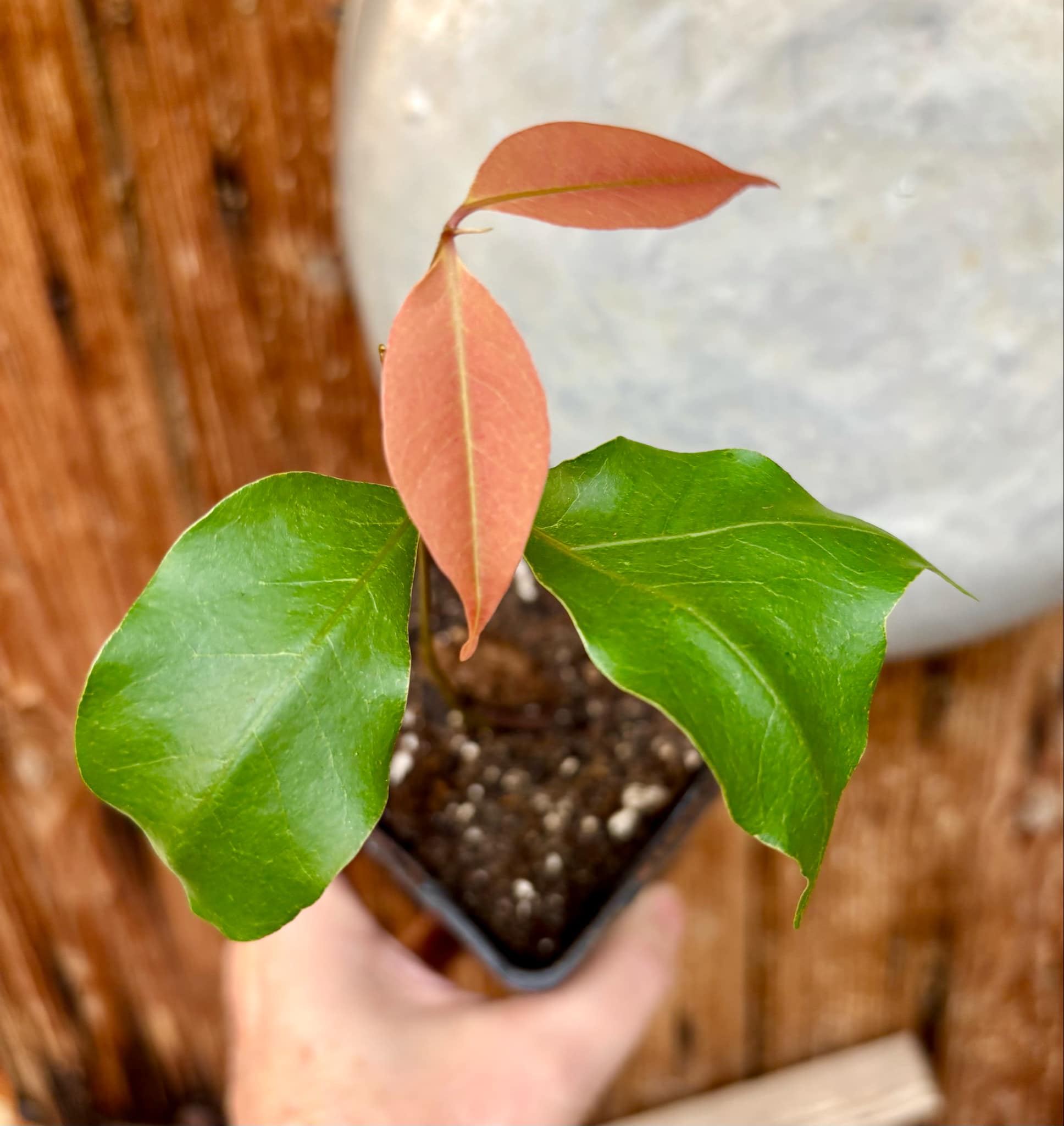 Litchi chinensis - var. Fei Zi Xiao (Litchi chinensis) - 1 small potted seedling / 1 kleiner, getopfter Sämling 