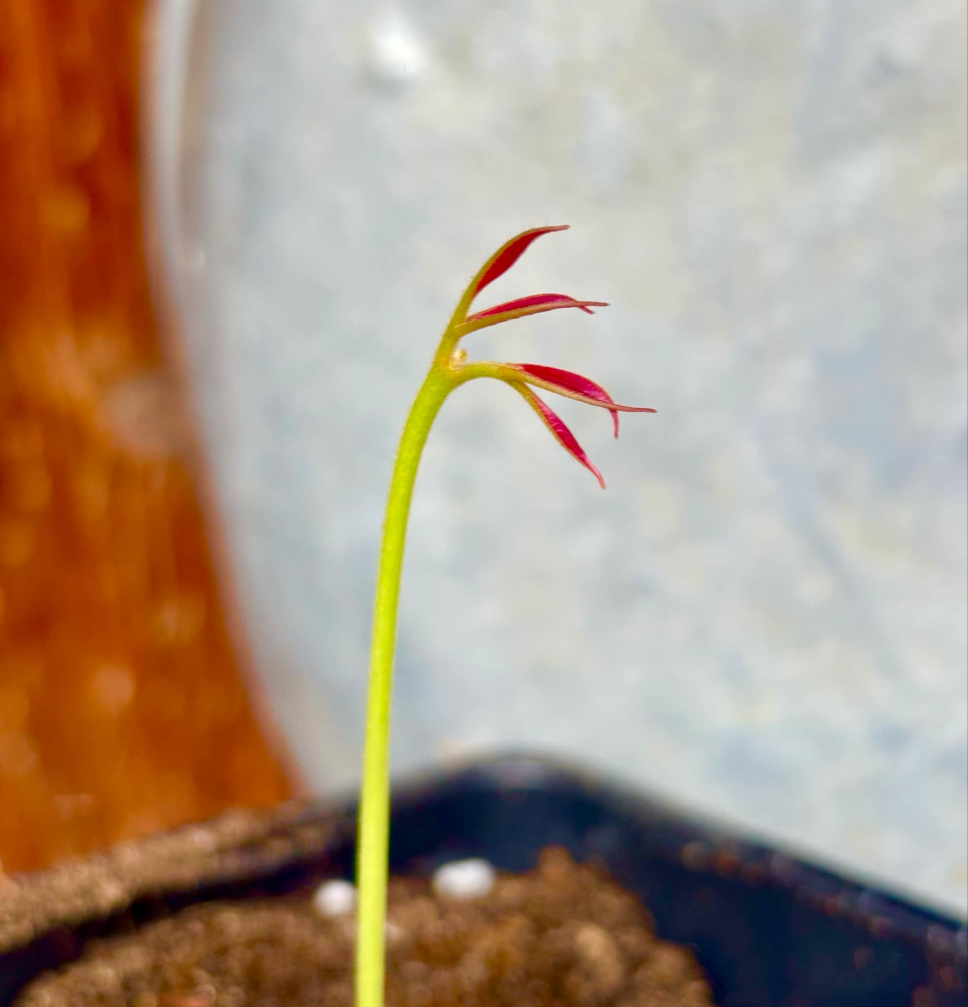Talisia cerasina - 1 potted seedling / 1 getopfter Sämling