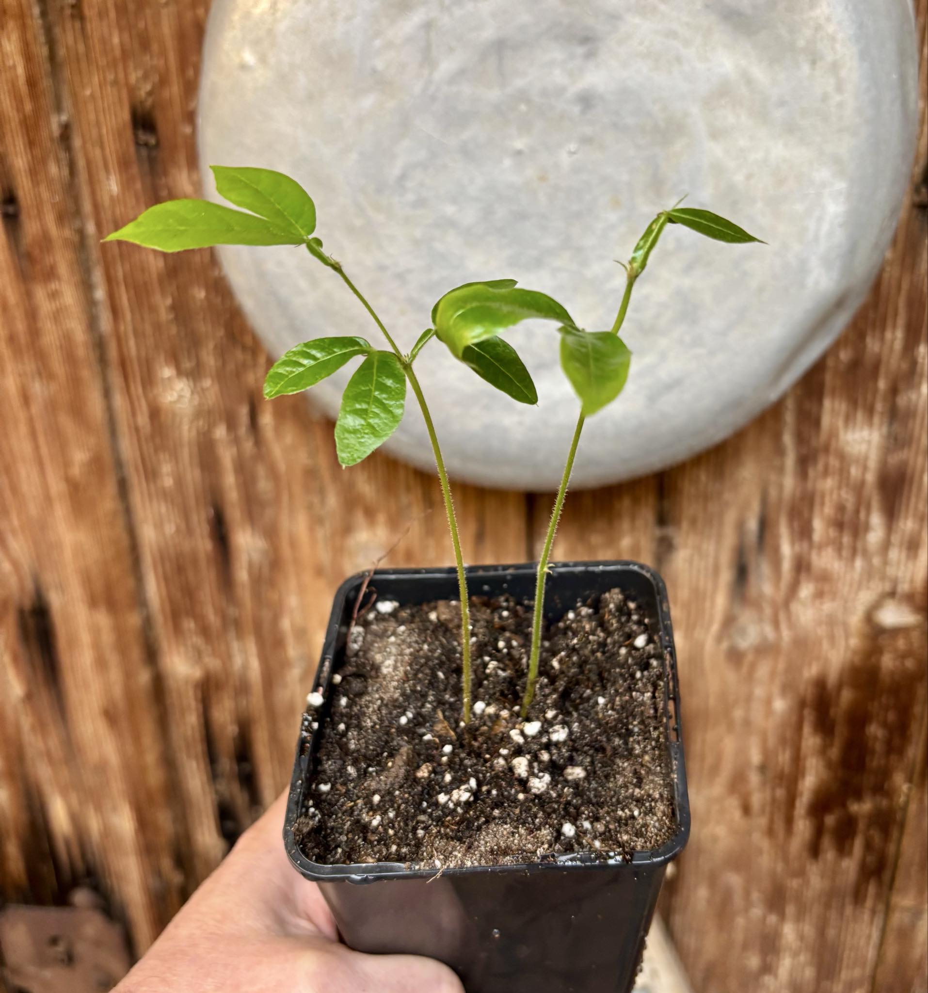 two in one pot - Inga vera  - 1 potted seedling / 1 getopfter Sämling
