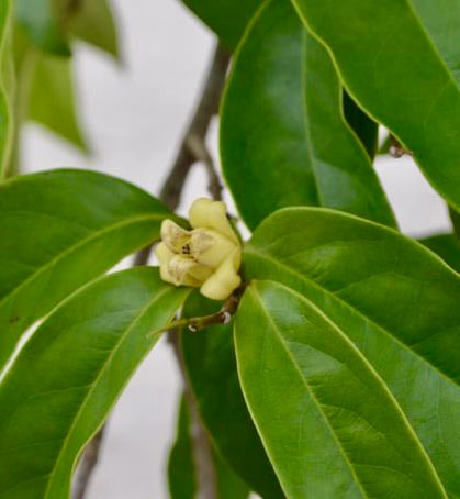 Malaysian Pawpaw - Alphonsea elliptica  - 1 potted plant / 1 getopfte Pflanze