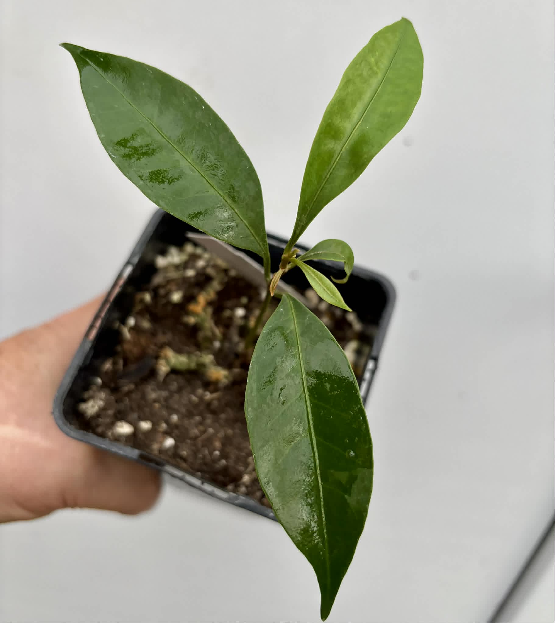 last seedling - Pouteria aff egregia  -  1 potted seedling / 1 getopfter Sämling